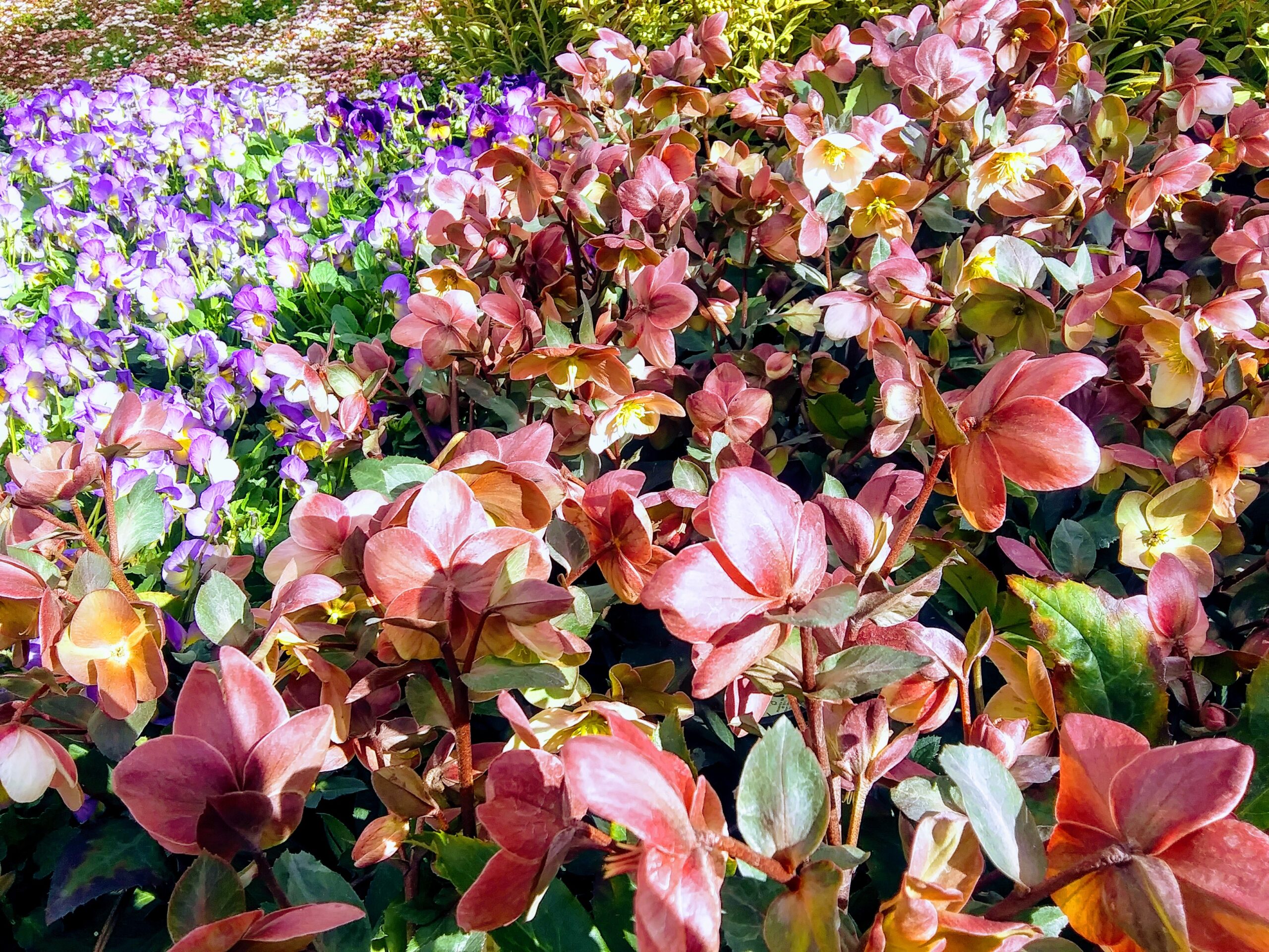 Pink Frost Lenten Rose