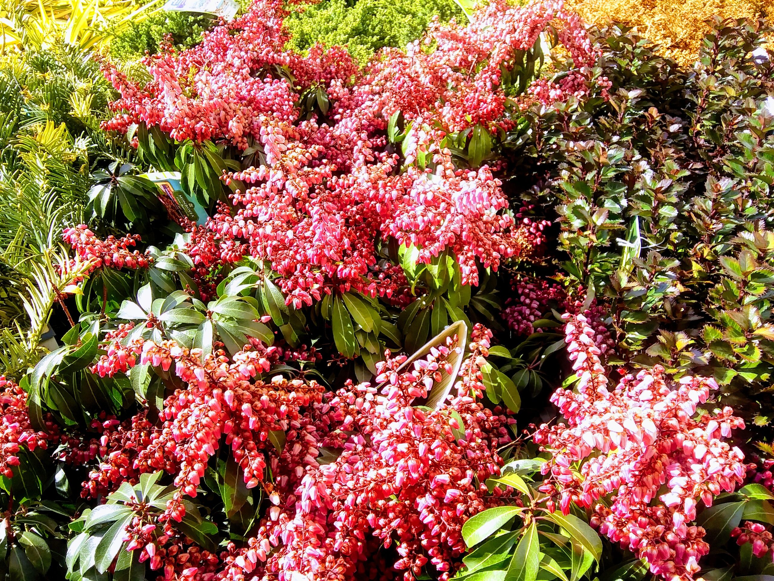 Pink Flowers