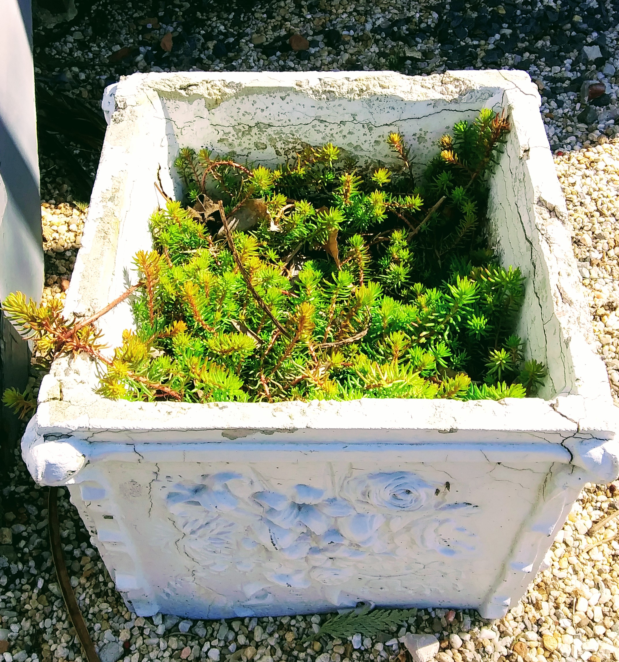 Planter in Front of the Feeman Store and Museum