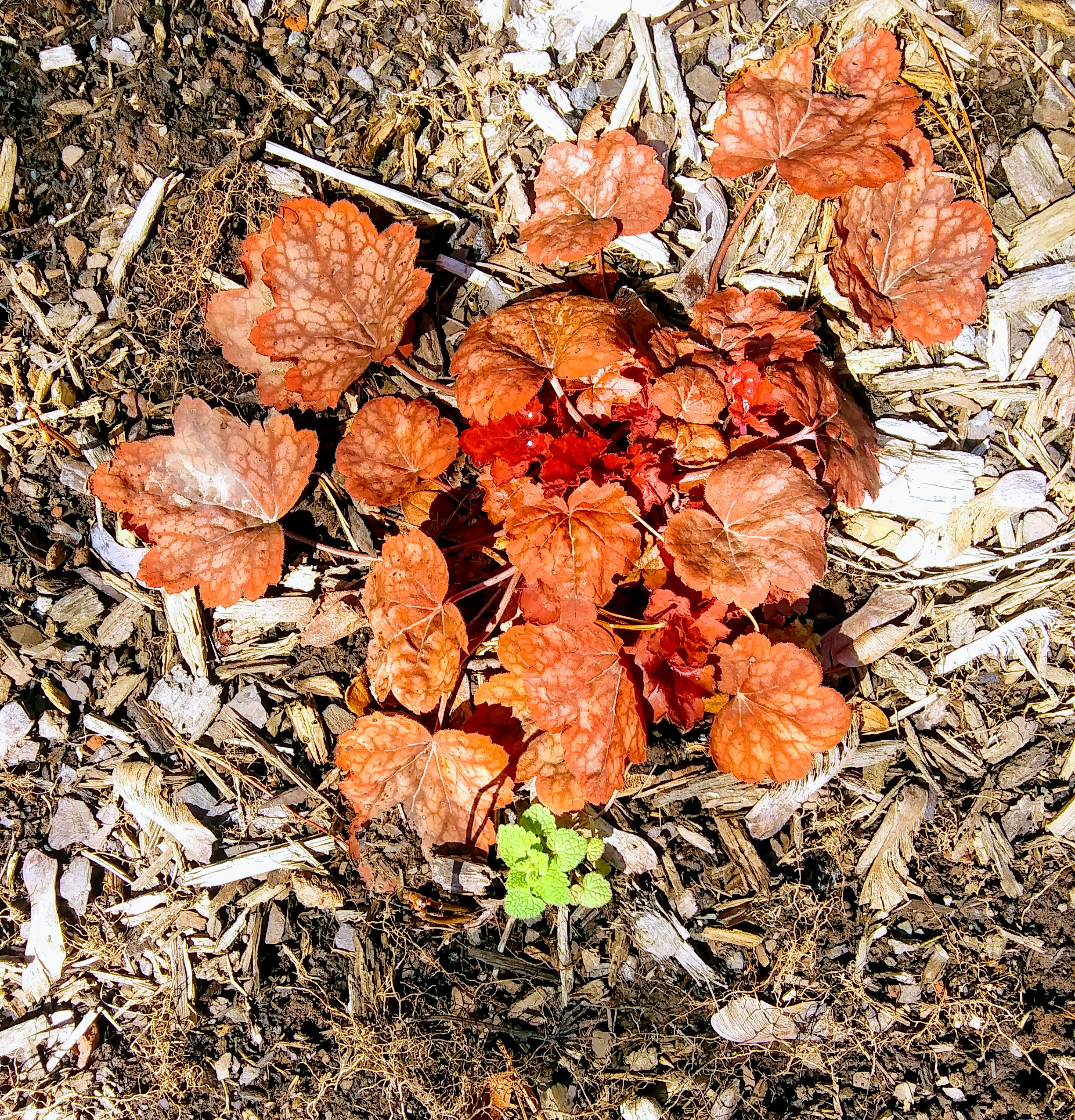 Plants with New Growth