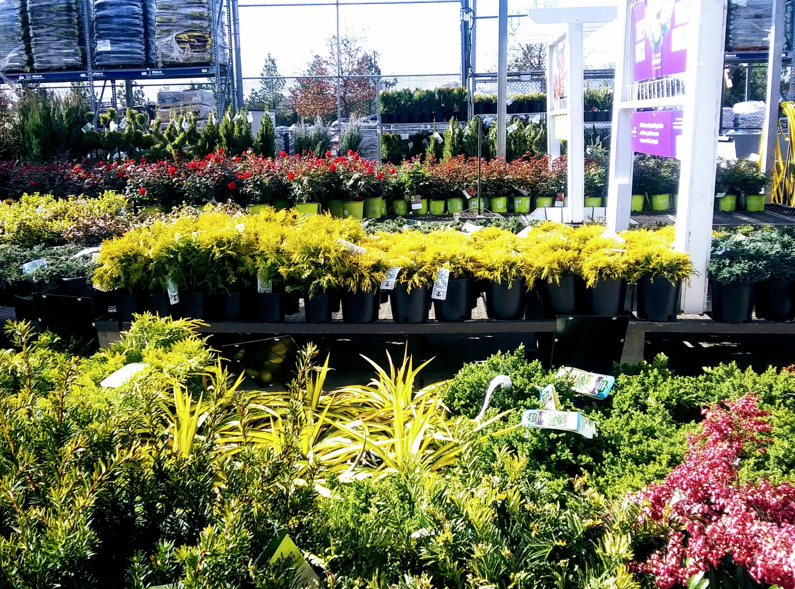 Rows of Plants in the Garden Section