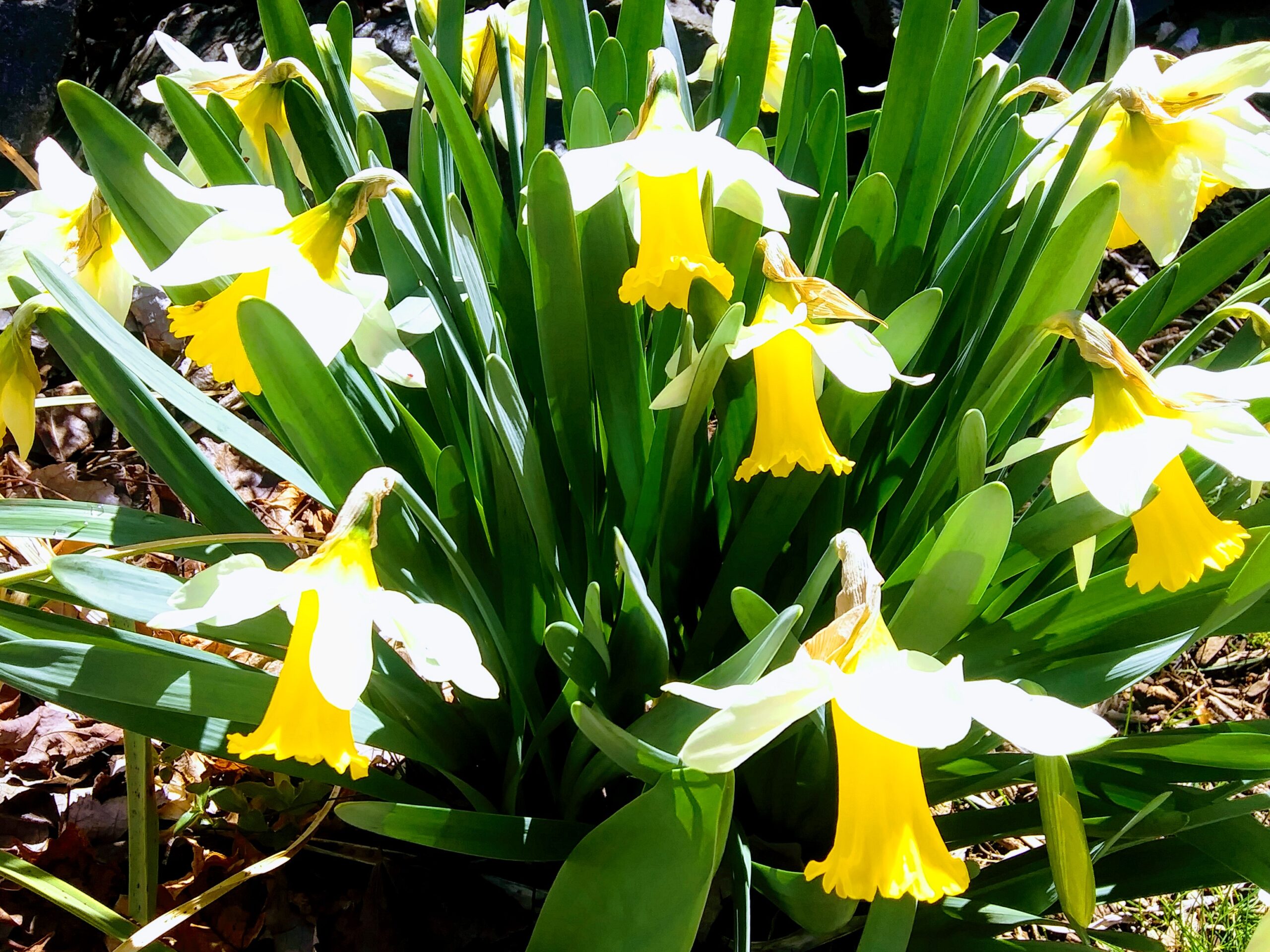 Yellow and White Daffodils