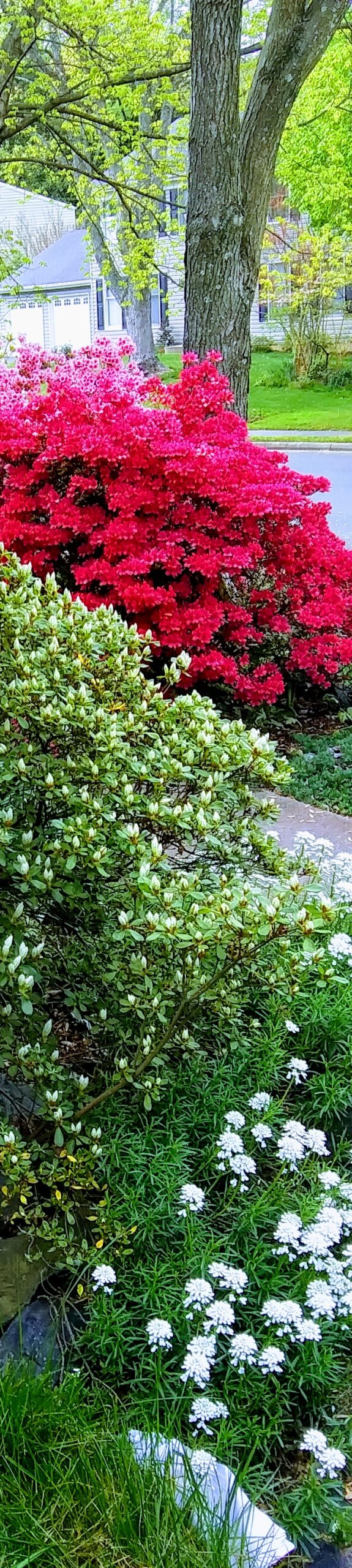 Azaleas Shown in Narrow View