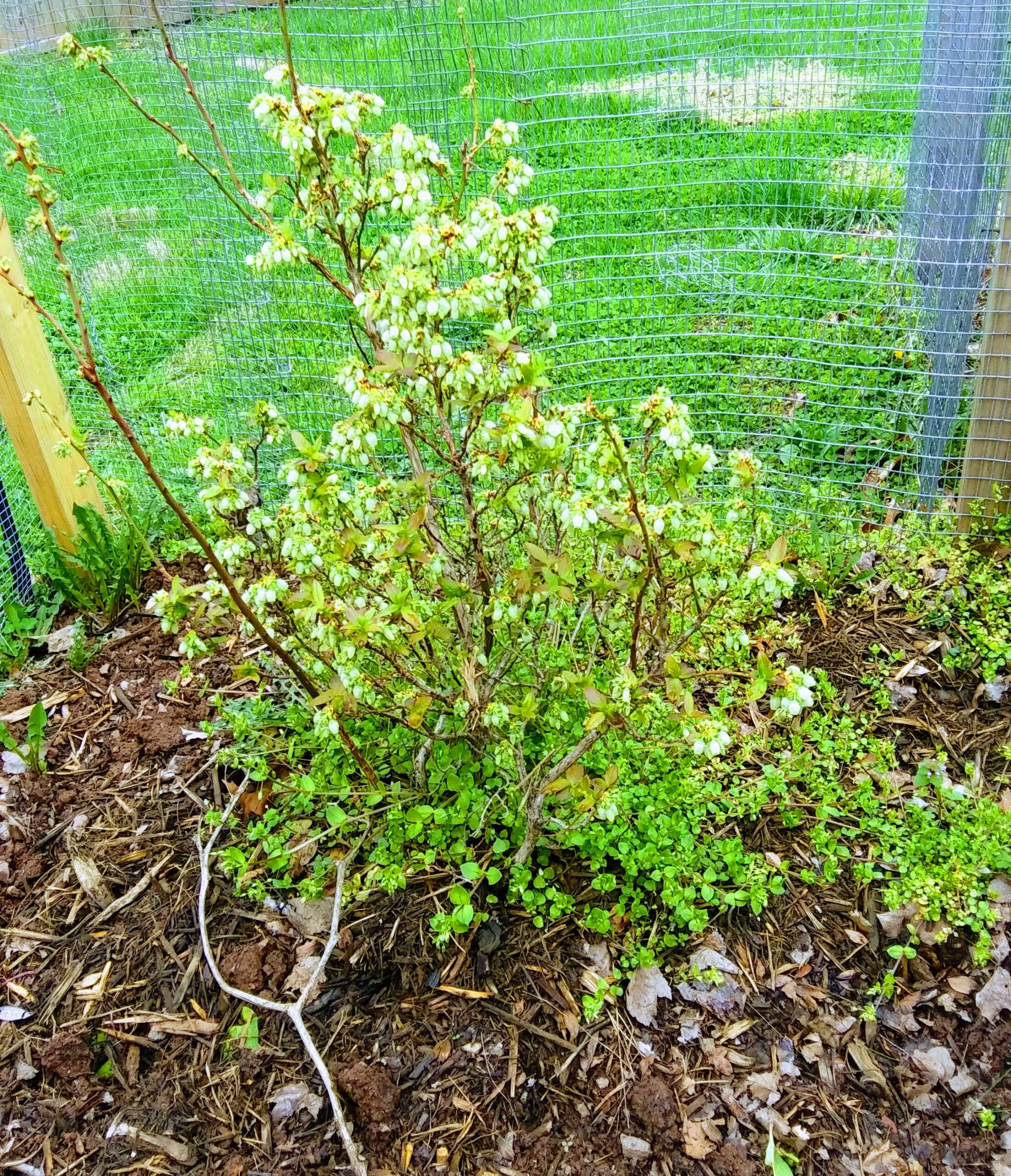 Blueberry Bush