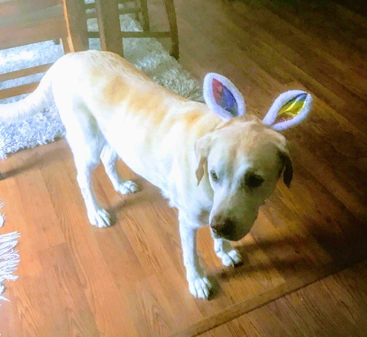 Deuce Dressed as the Easter Bunny