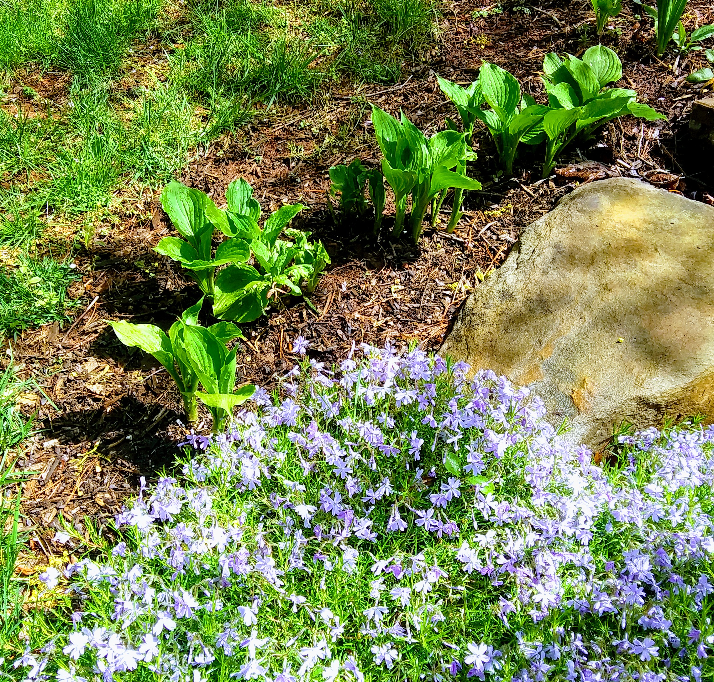 Hosta Near Rock