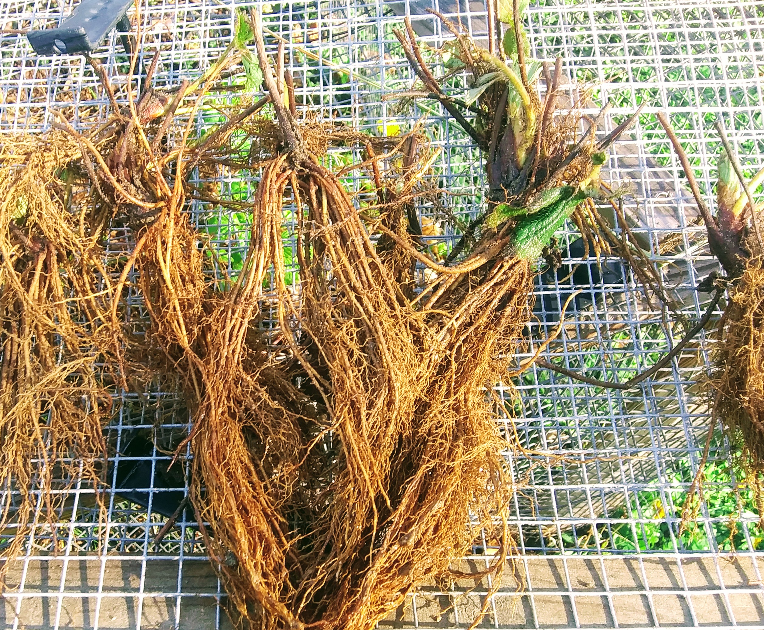 Individual Strawberry Plants Ready for Planting