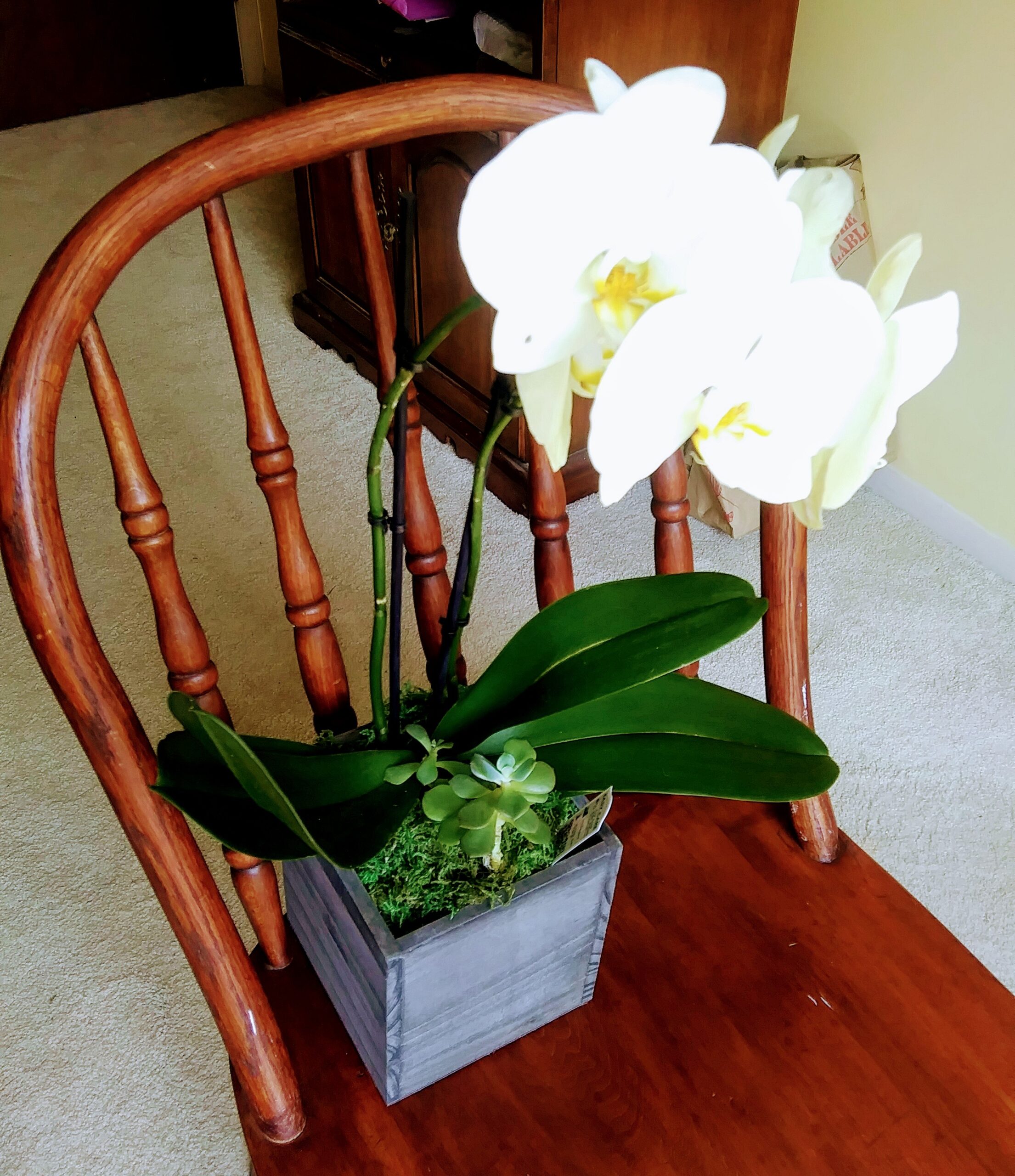 Orchid on Vintage Chair