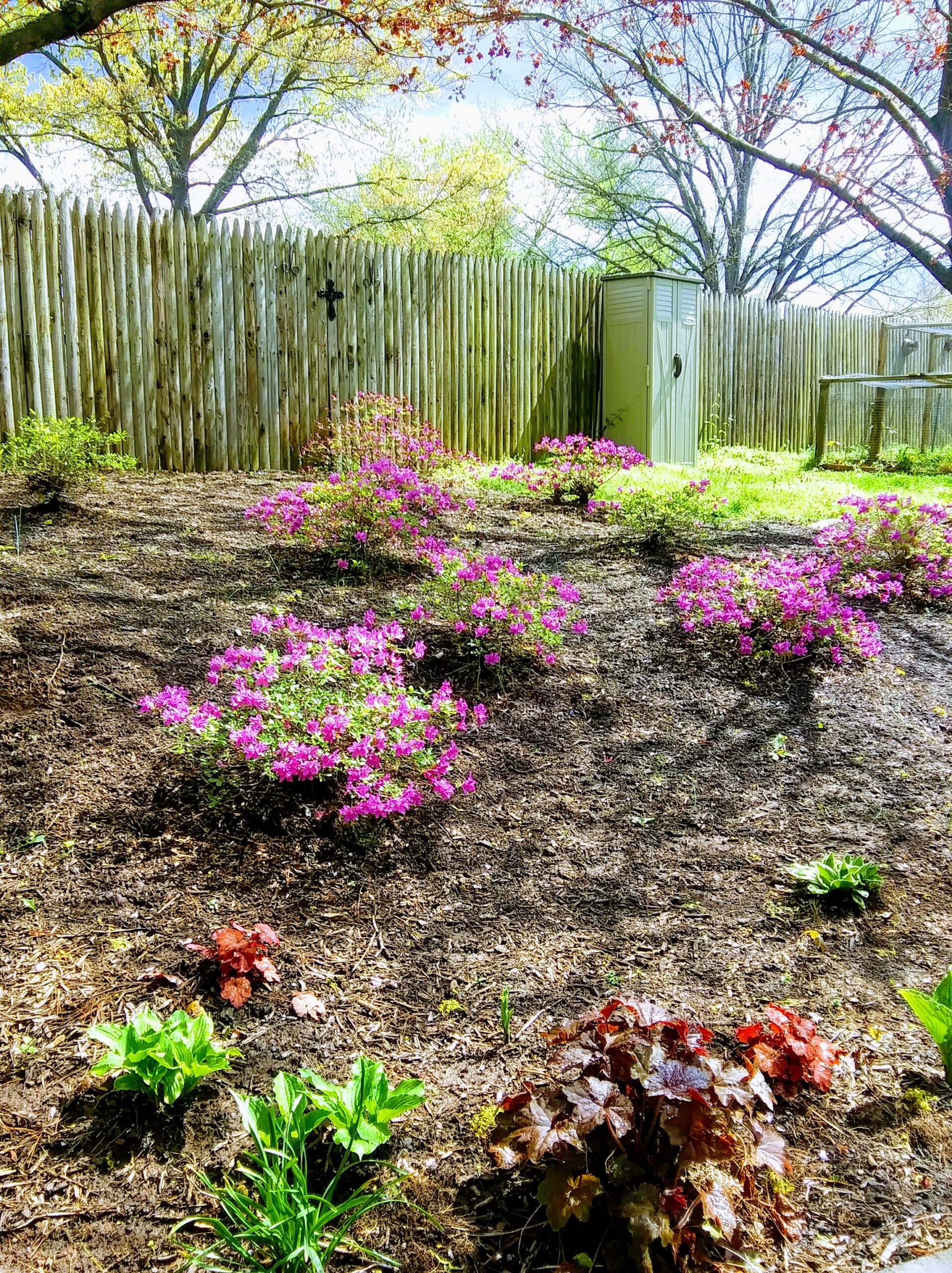 Purple Azaleas Under Maples