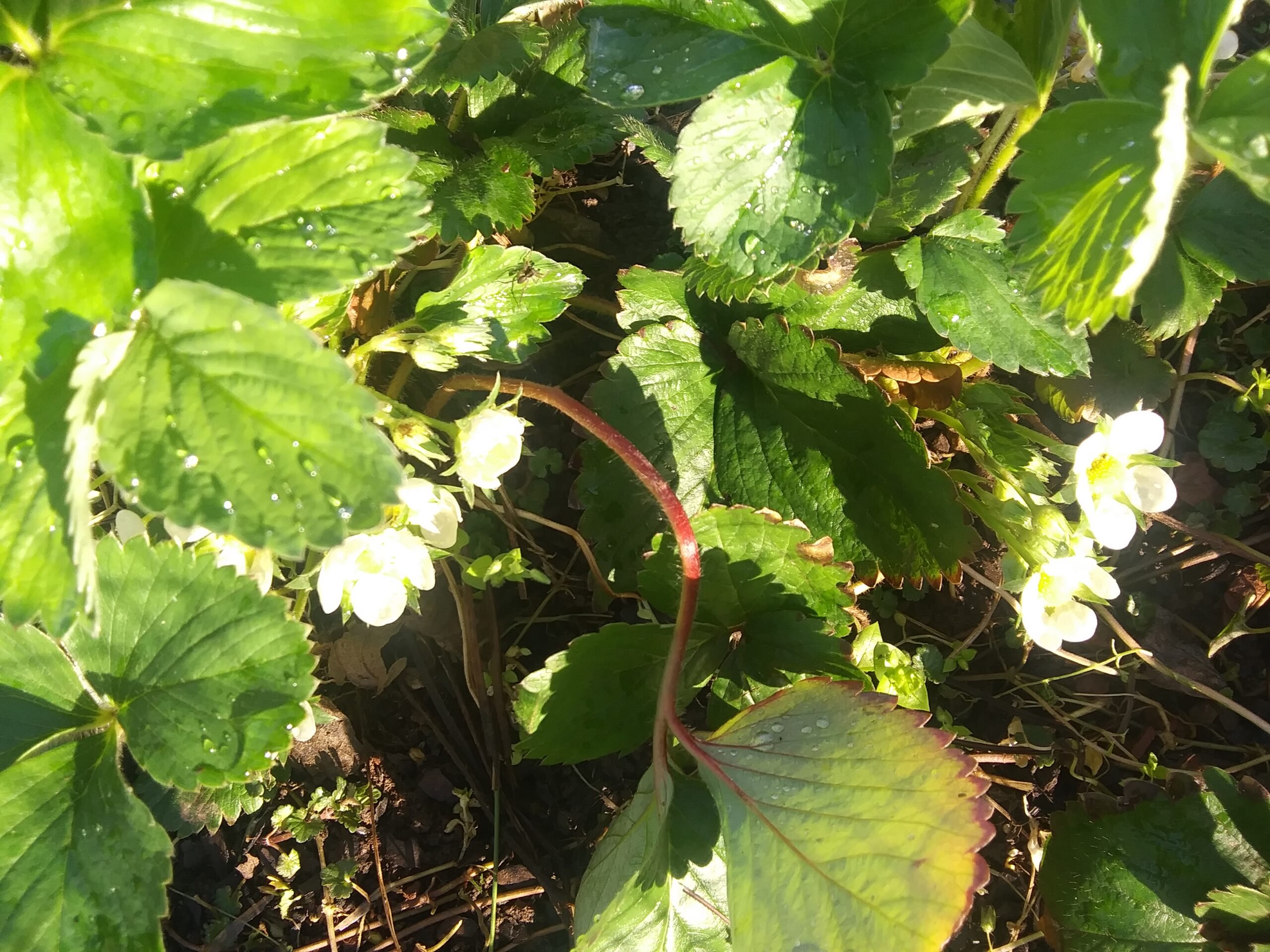 Strawberry Blooms