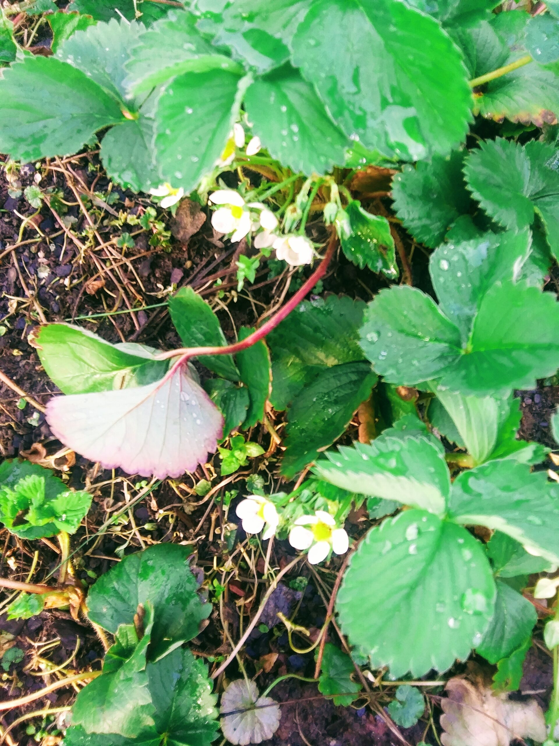 Strawberry Flowers