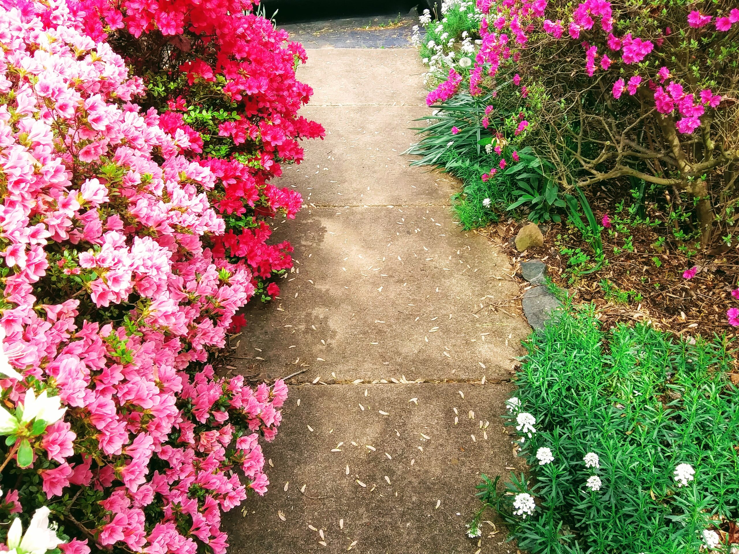 Walkway to House