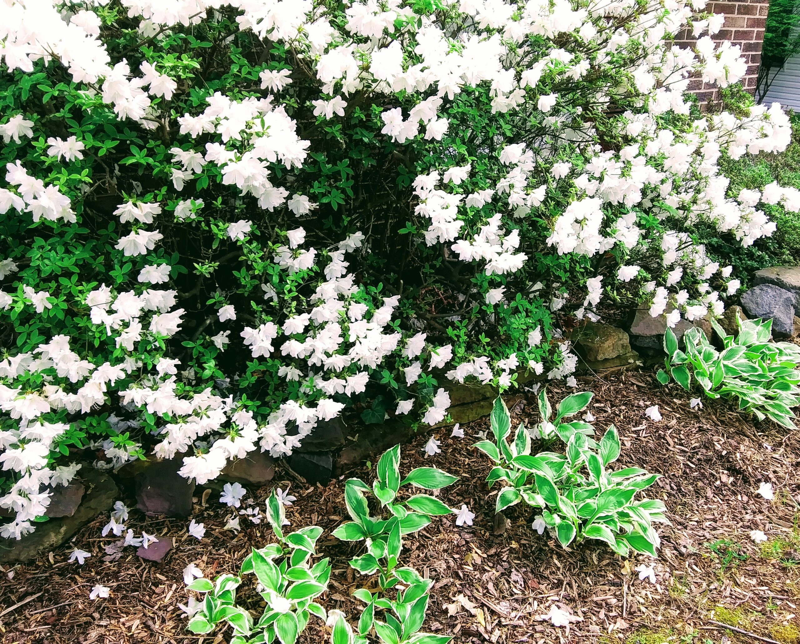 White Azaleas and Hosta Plants