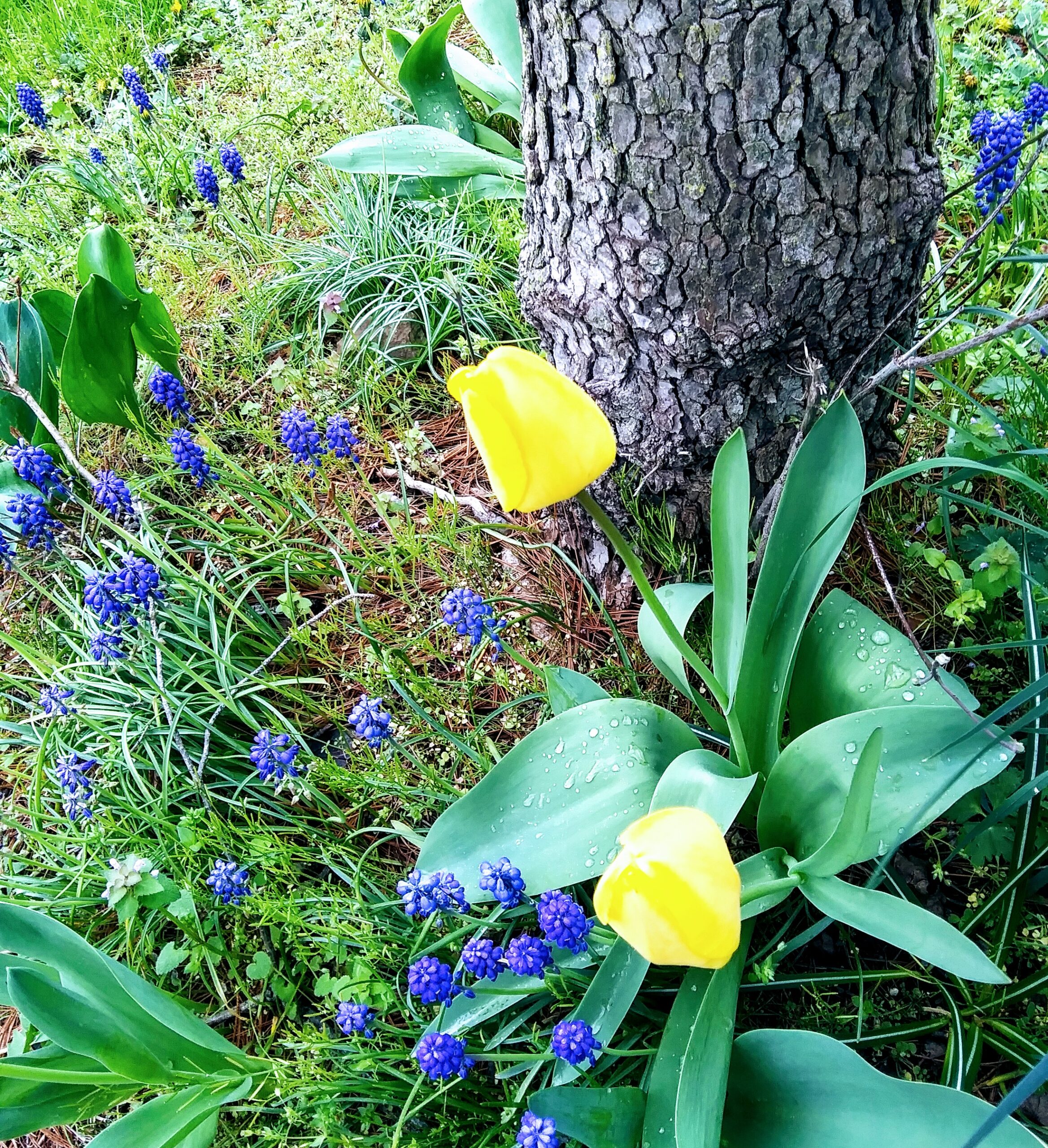 Yellow Tulips in my Yard