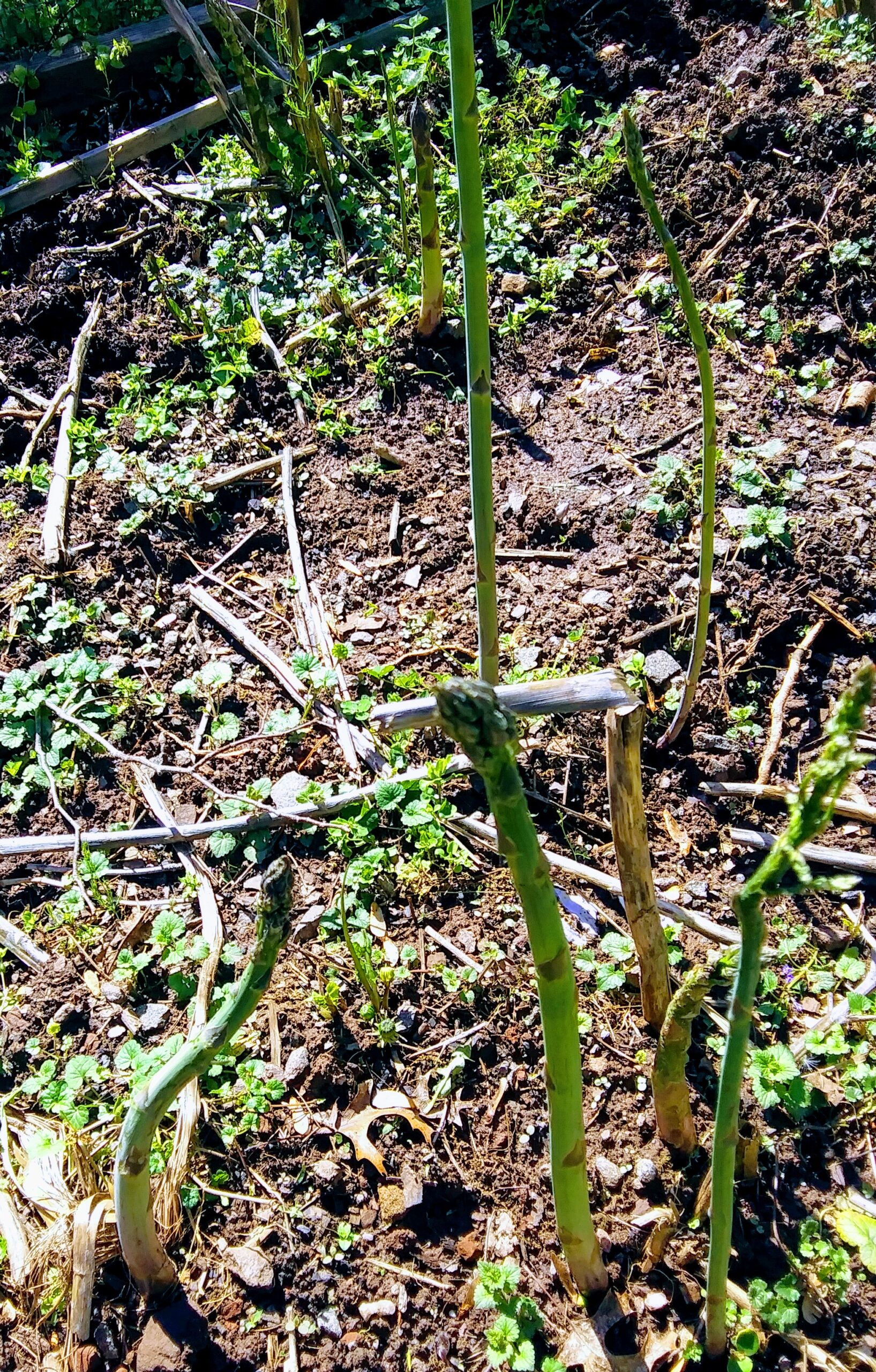 Asparagus Stems