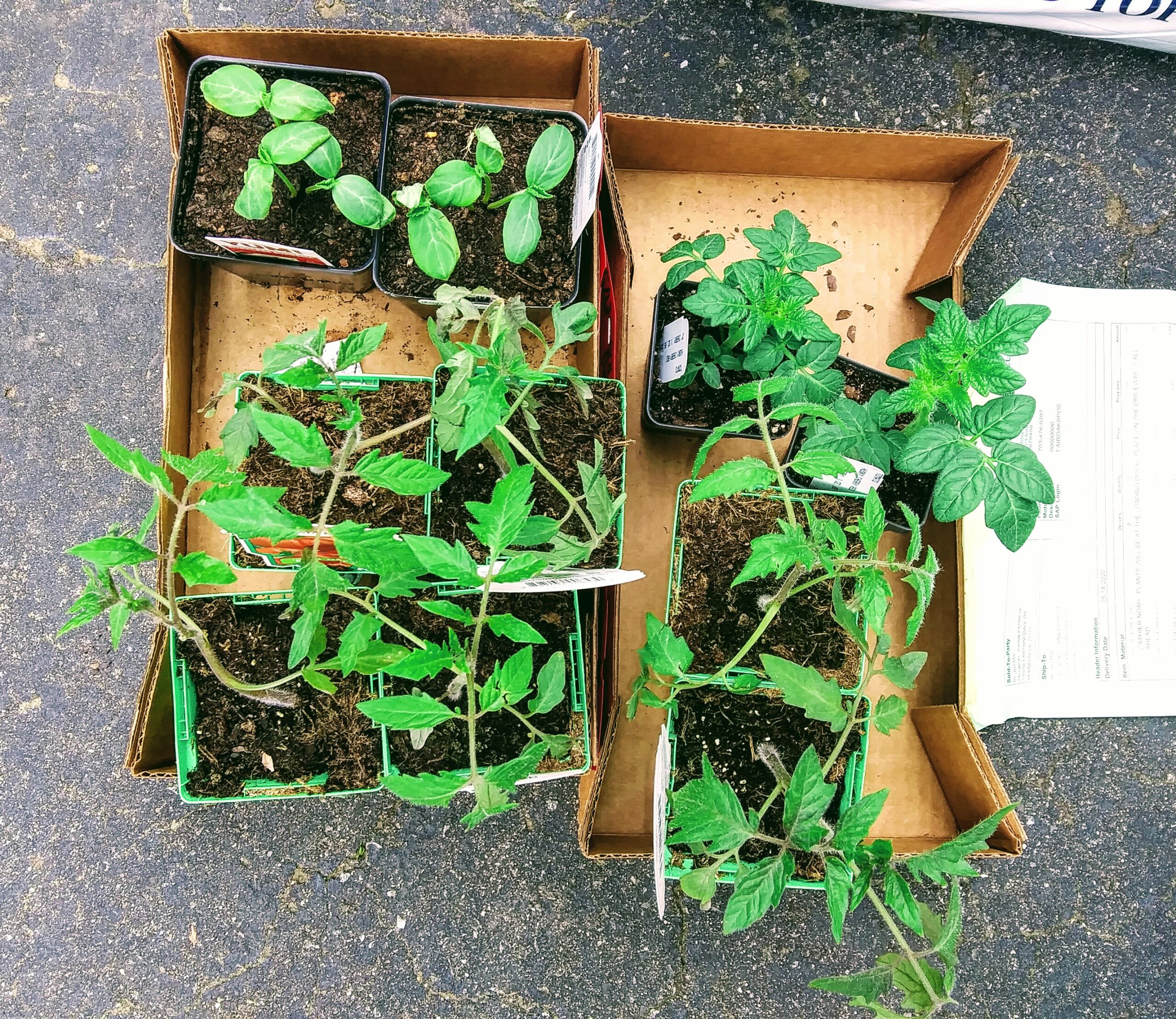 Box Load of Vegetable Seedlings