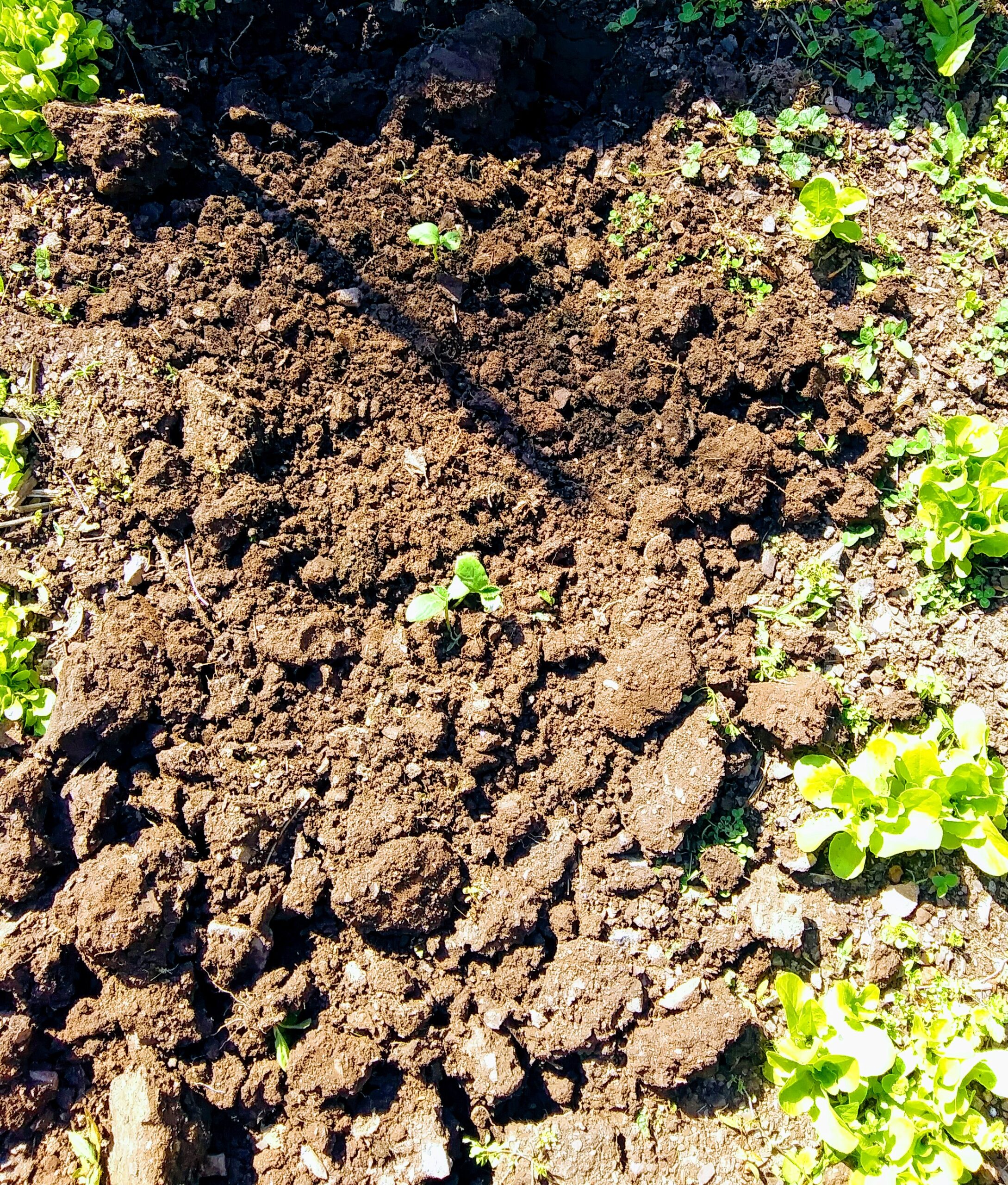 Cucumber Seedlings