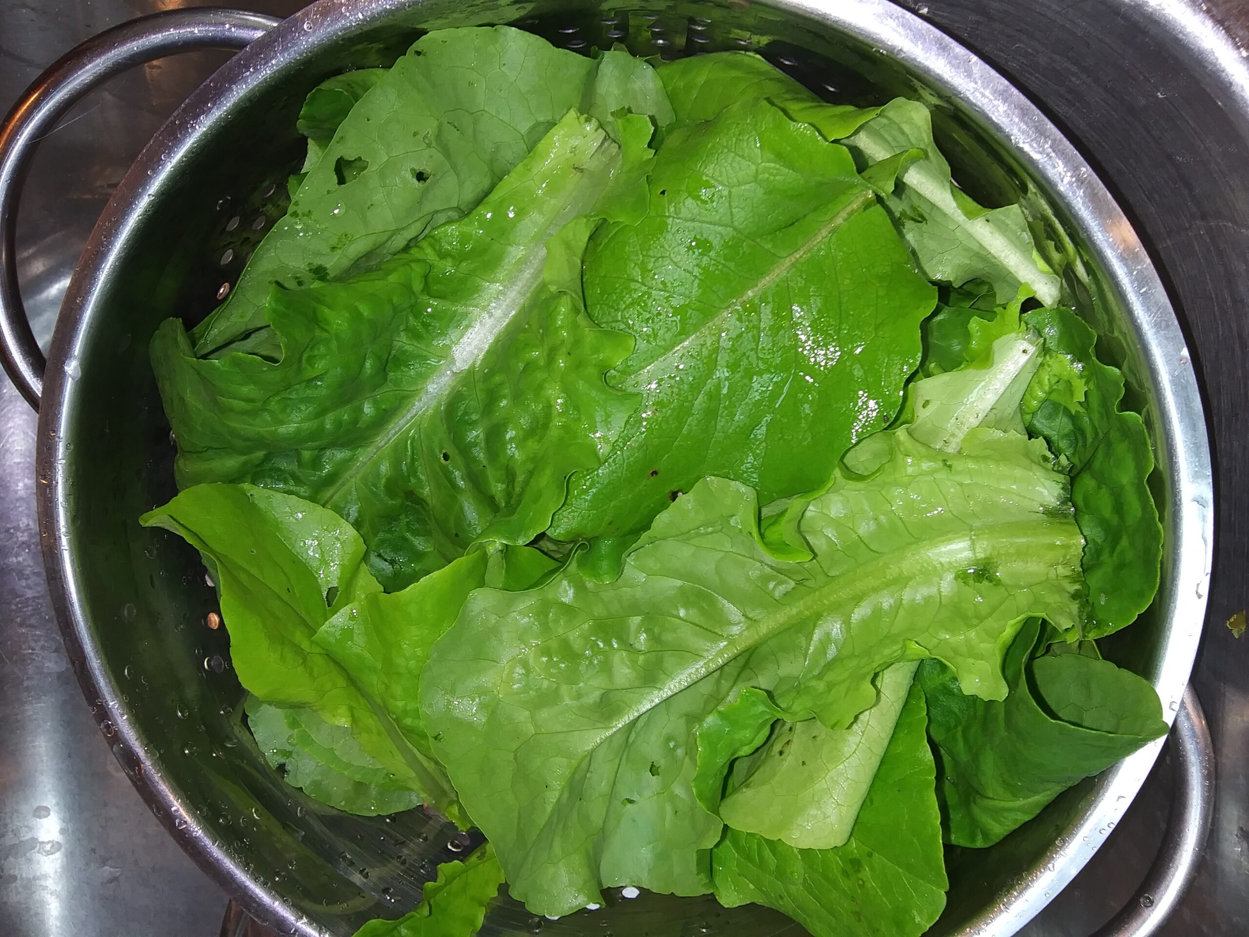 Green Left Lettuce from My Garden