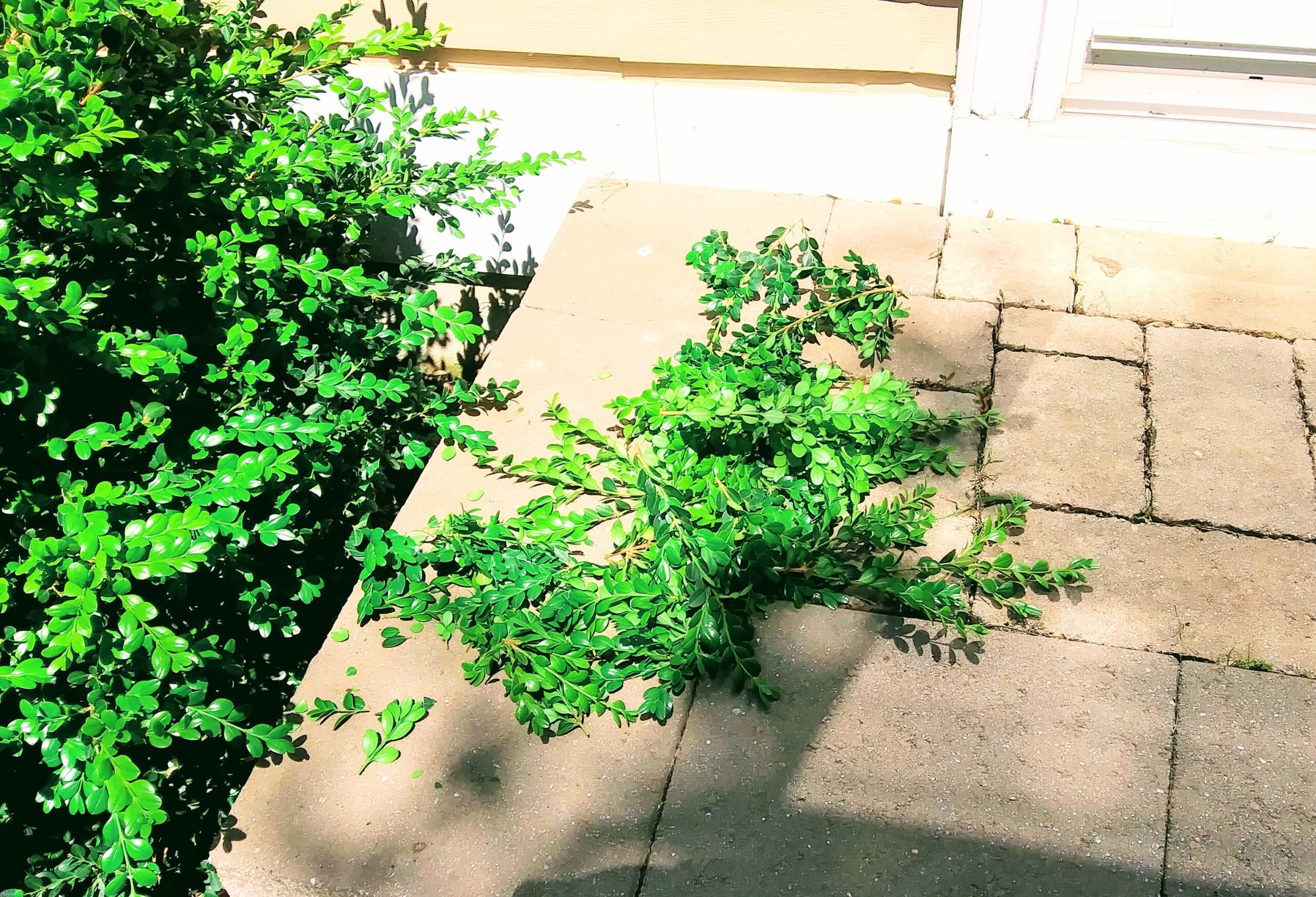 Overgrown Boxwood Shrub