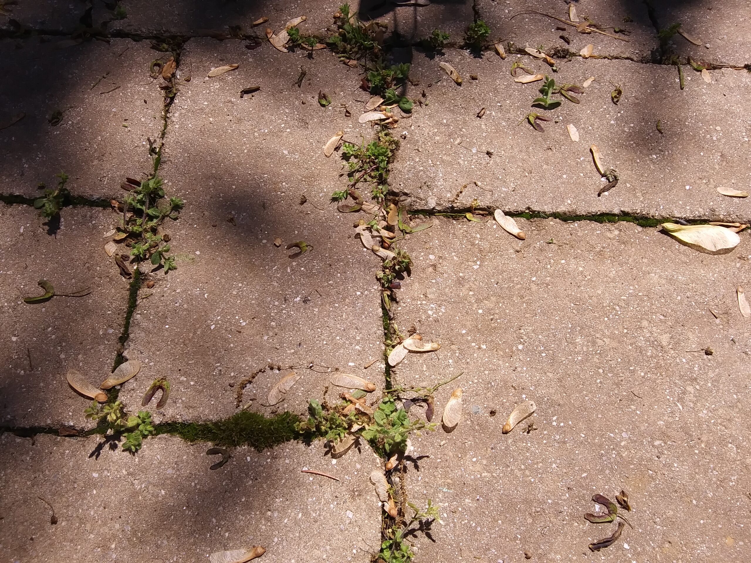 Patio Weeds