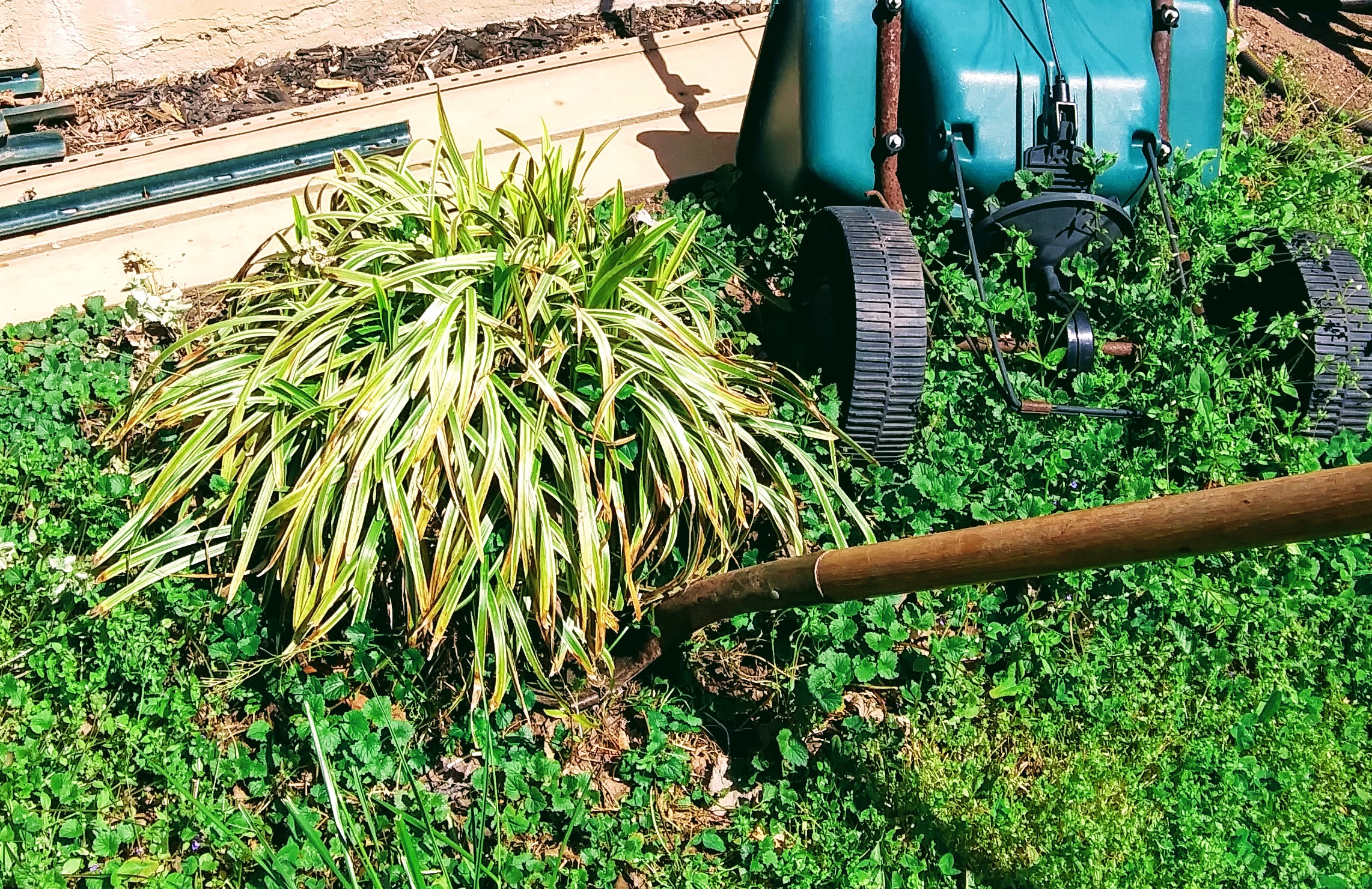 Removing the Liriope Plant with a Shovel