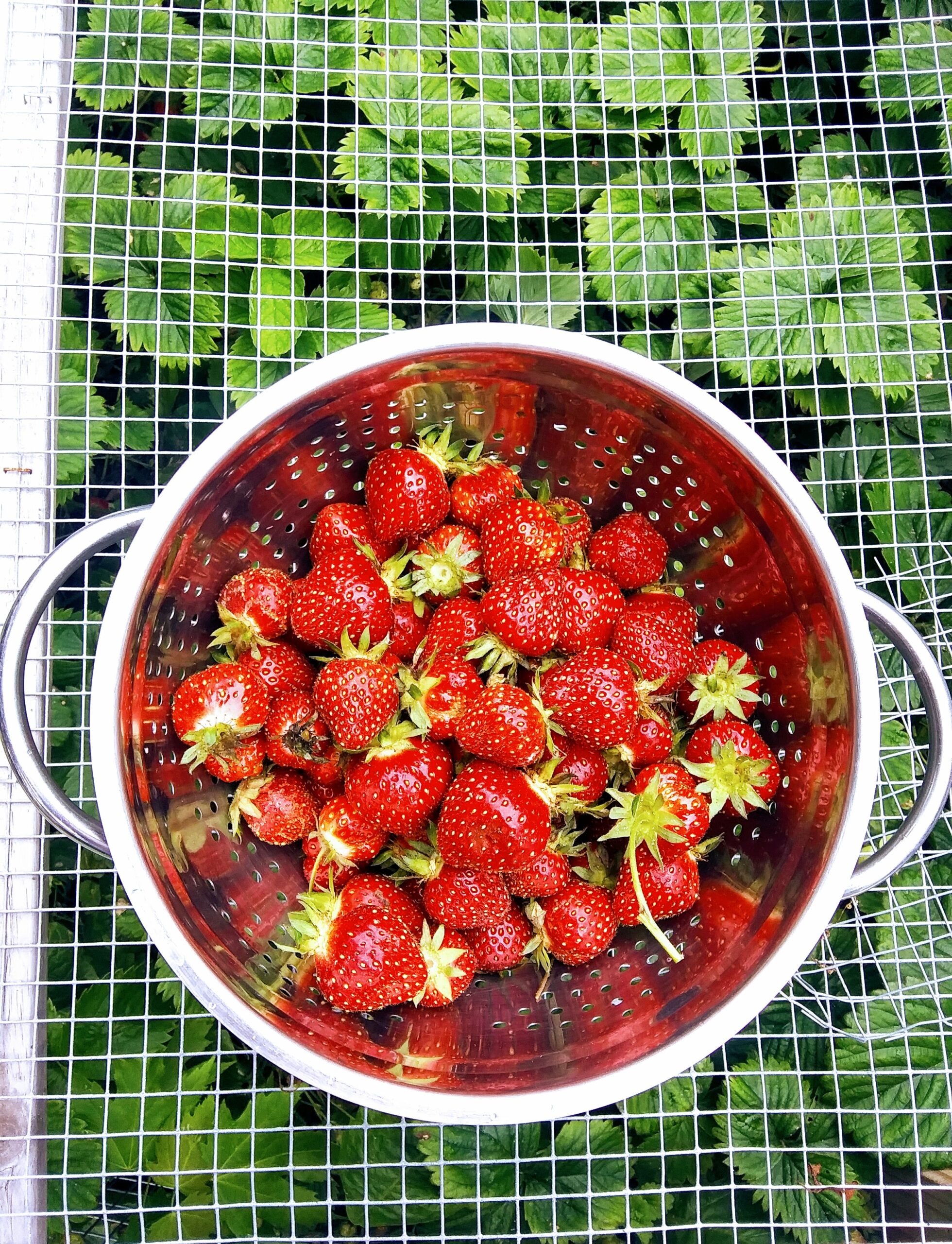 Harvested Strawberries on Top of the Strawberry Cage