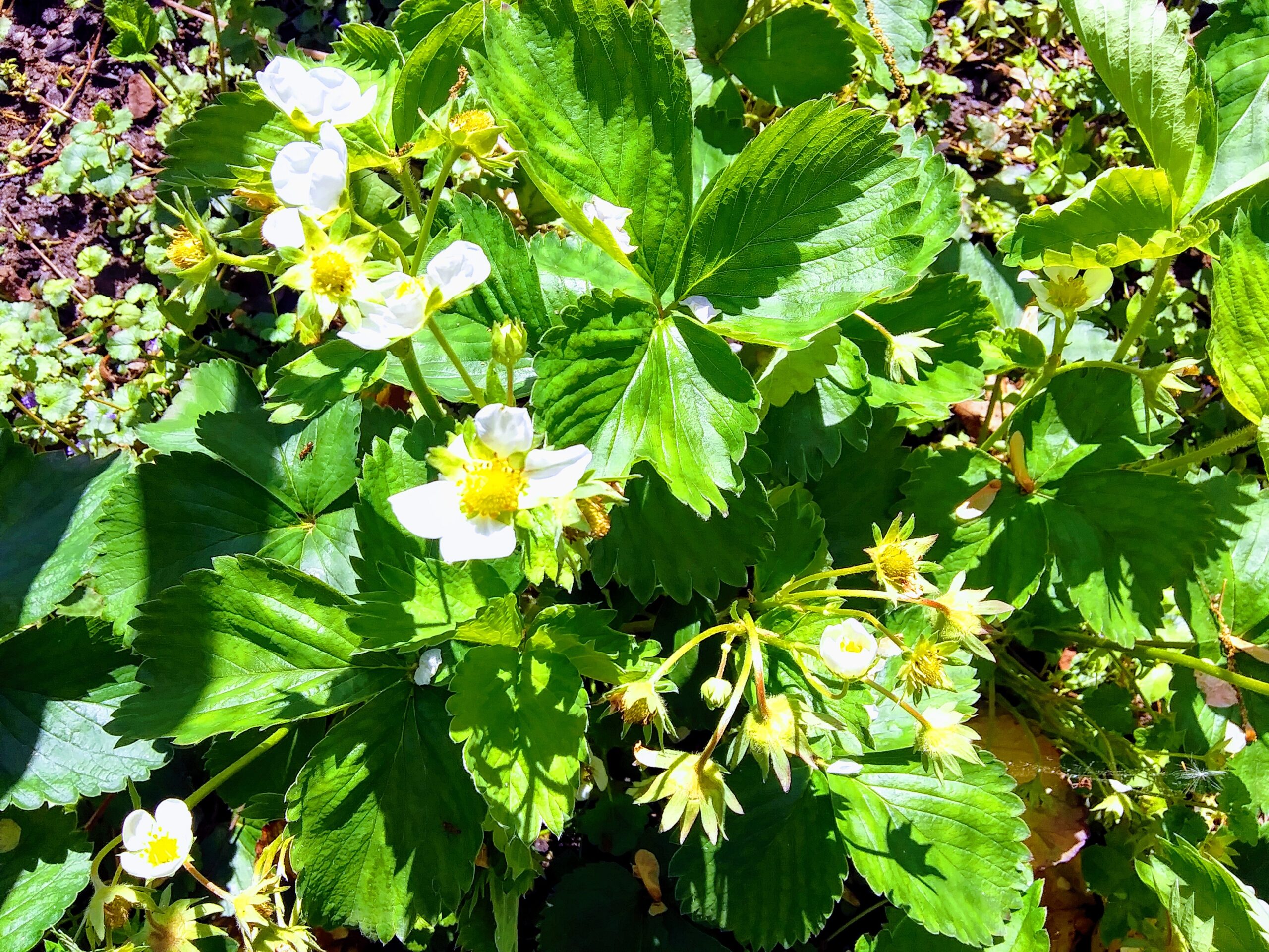 Strawberry Plant with Small Green Strawberries