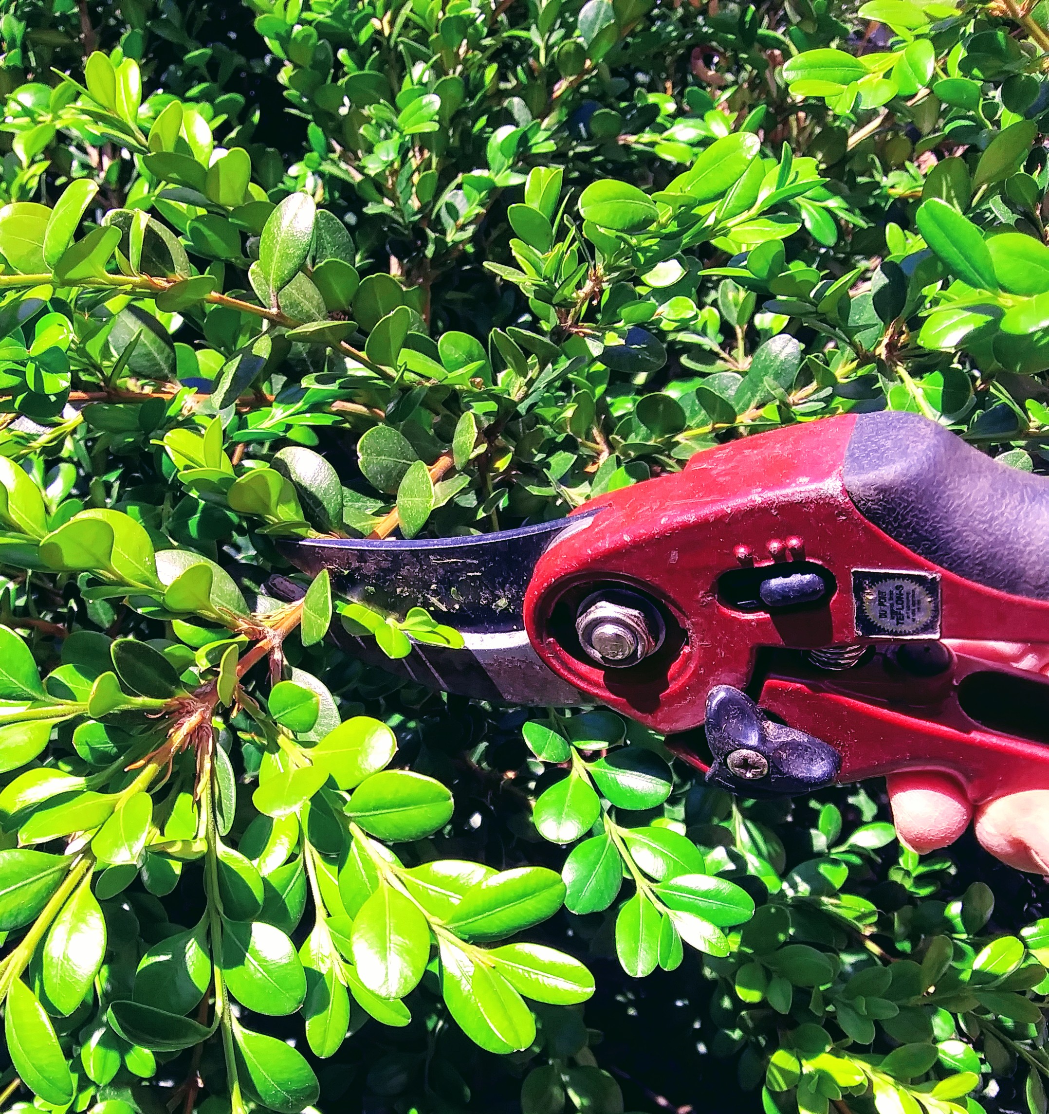 Trimming the Boxwood Shrub