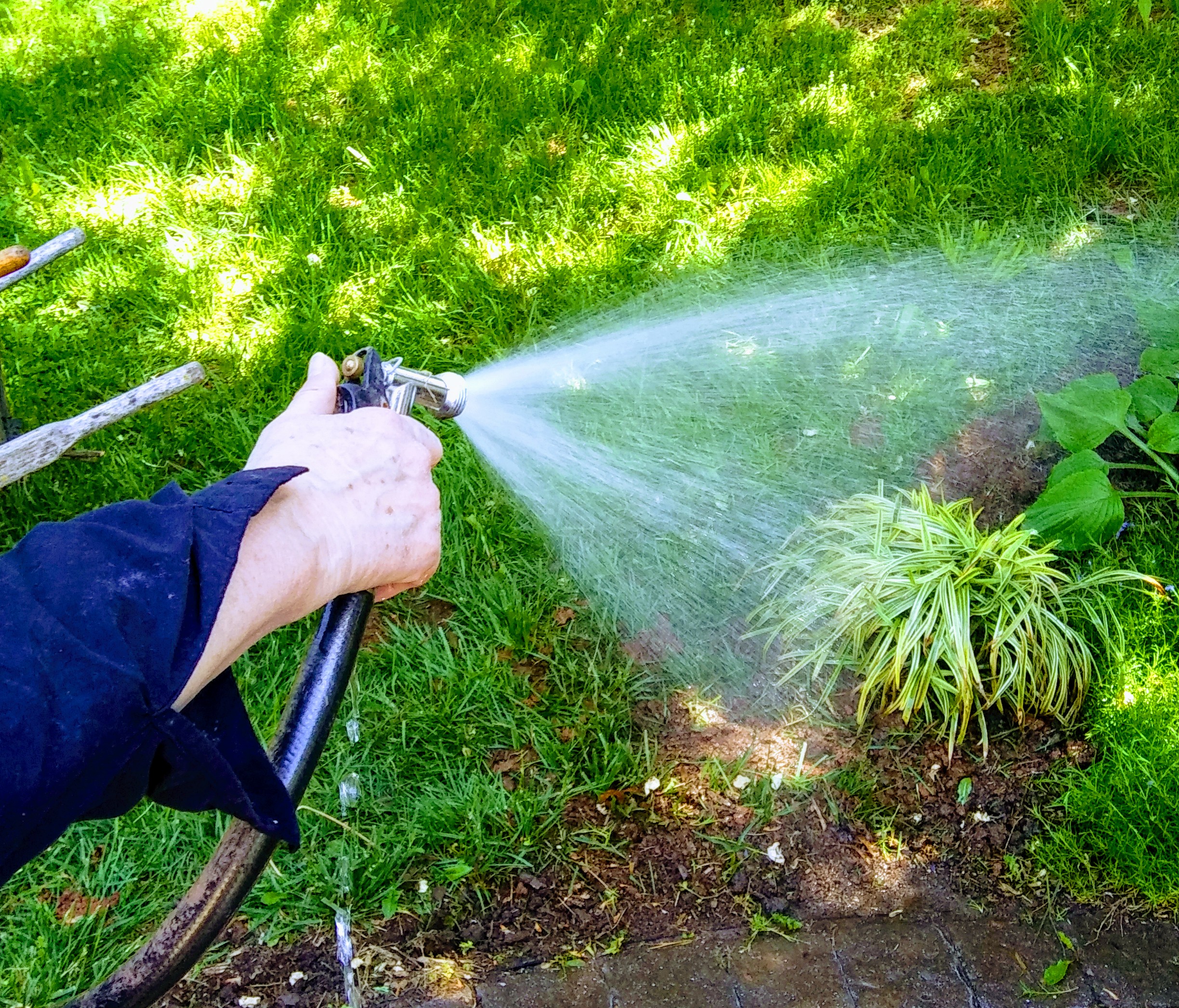 Watering the Newly Planted Liriope