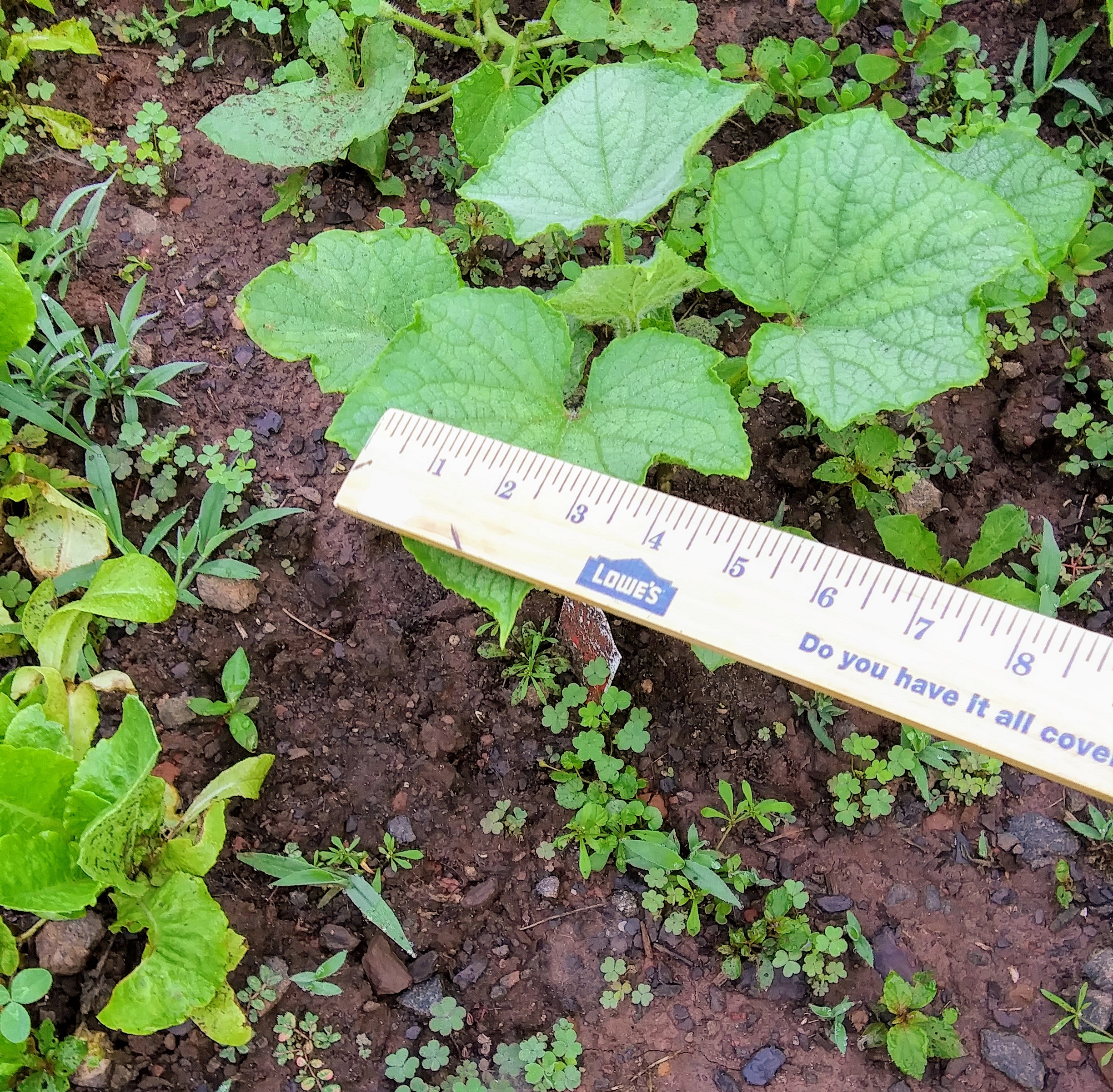 3 to 4 Inch Cucumber Leaves