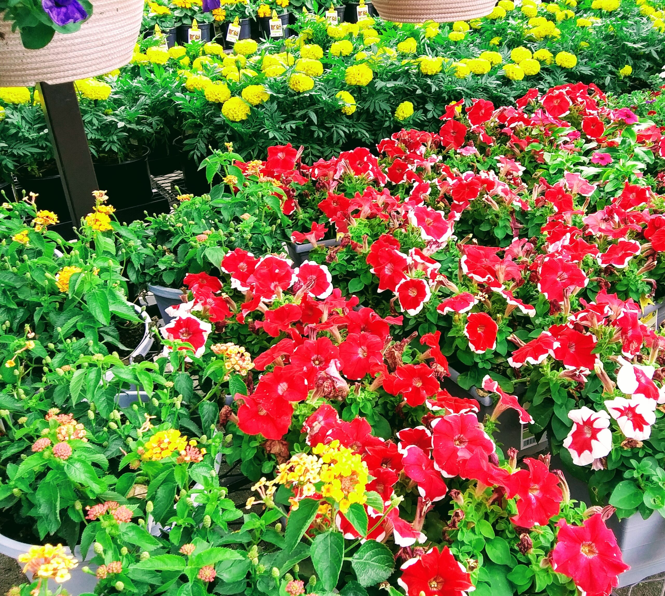 Bright Red Flowers