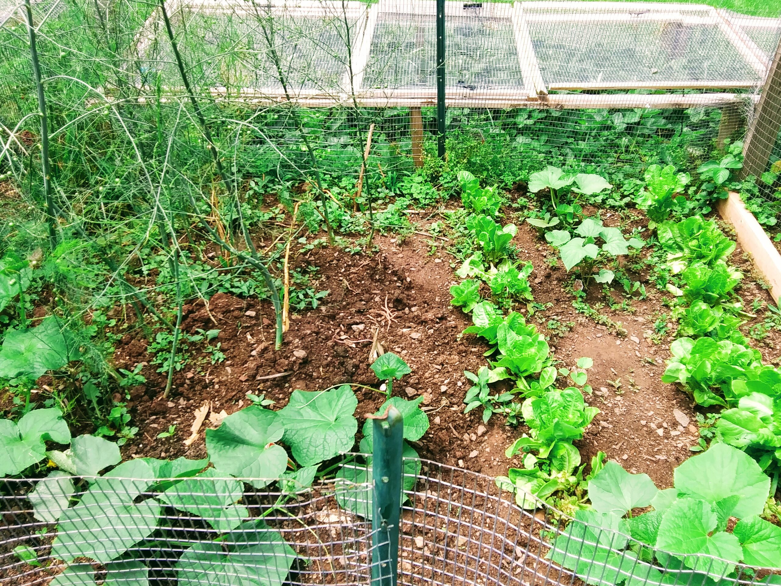 Composted Ground in Photograph Front