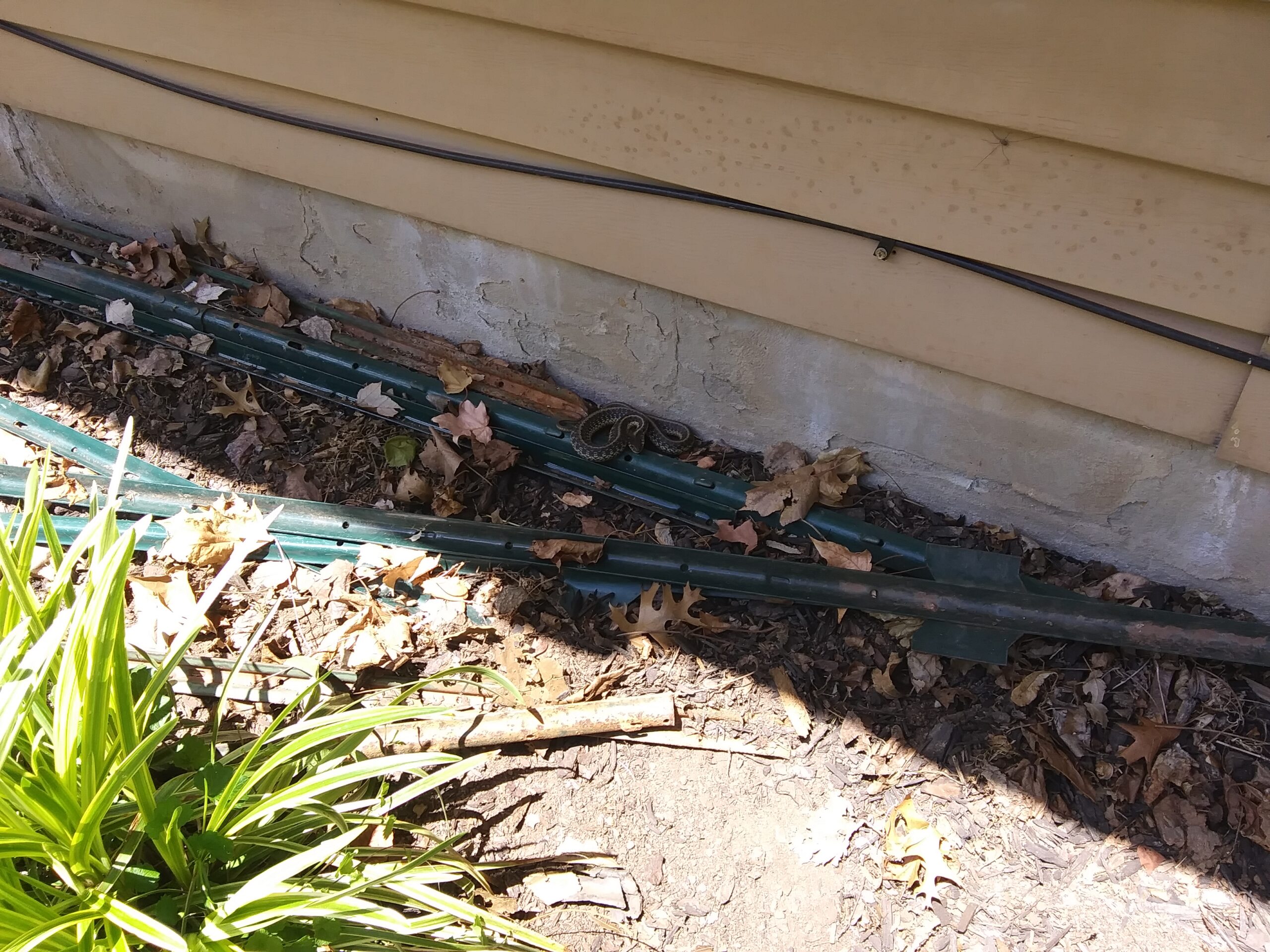 Eastgern Garter Snake Under Fence Posts