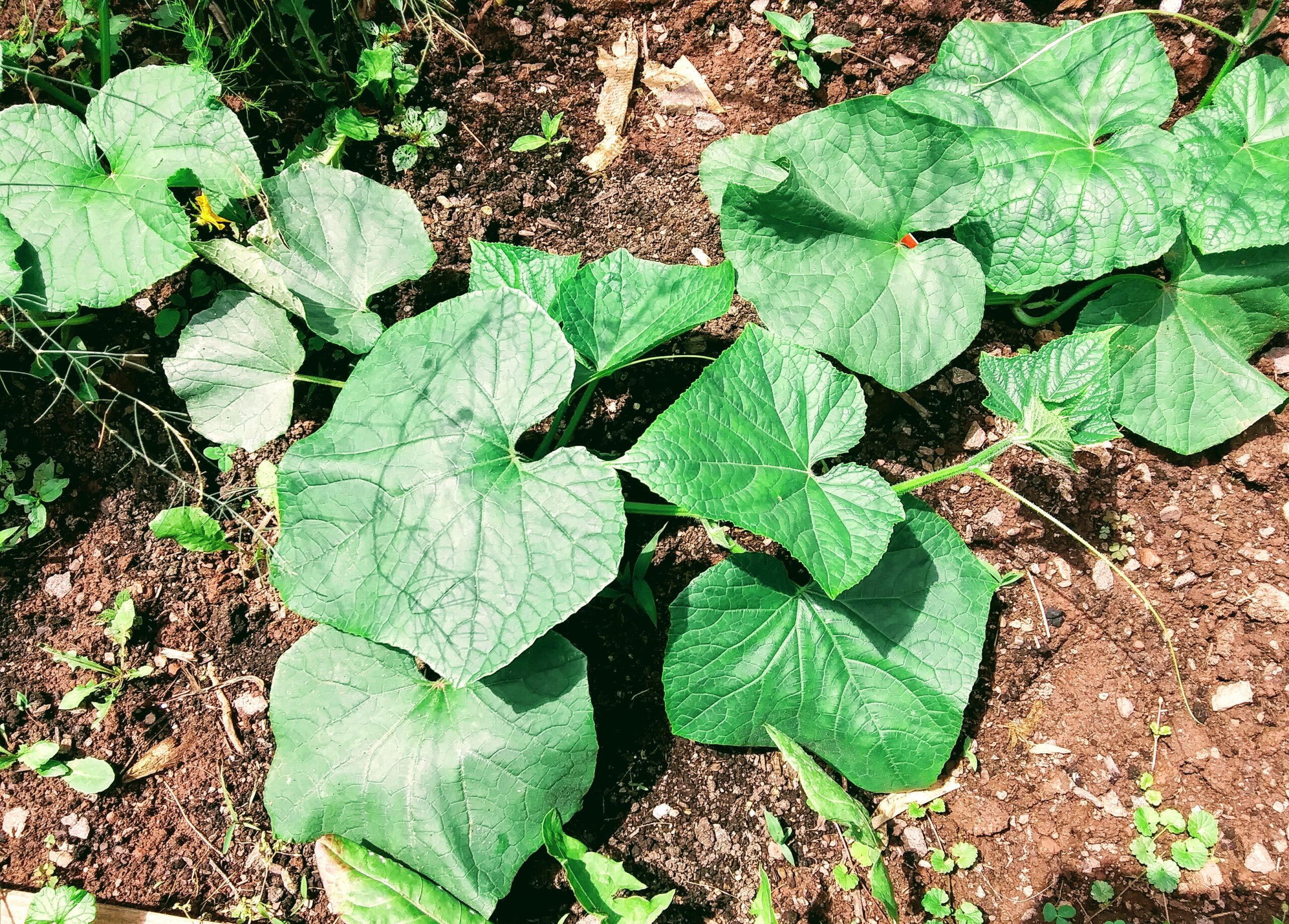 Huge Leaves on Cucumber Plant