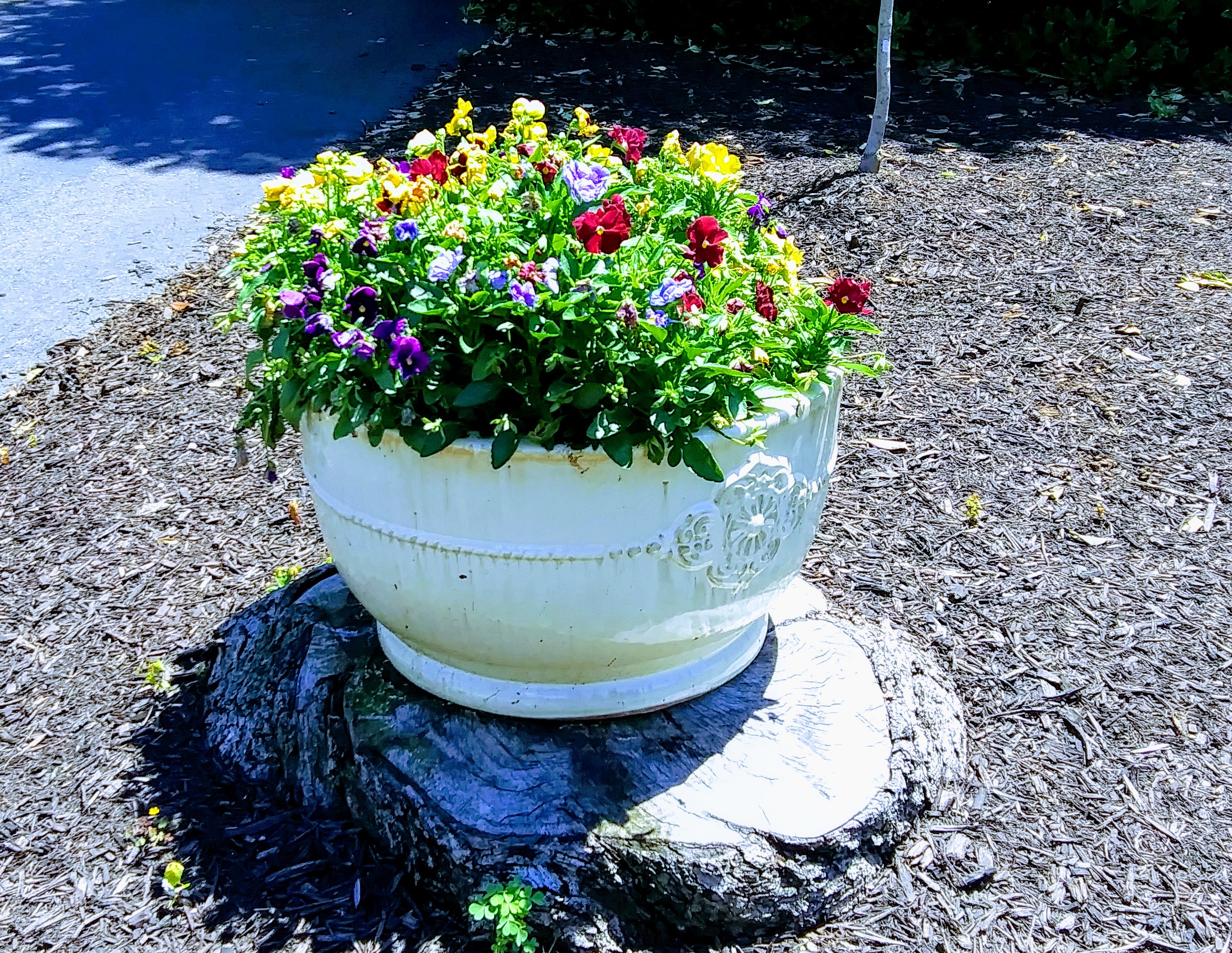 Large White Flower Crock on Tree Stump