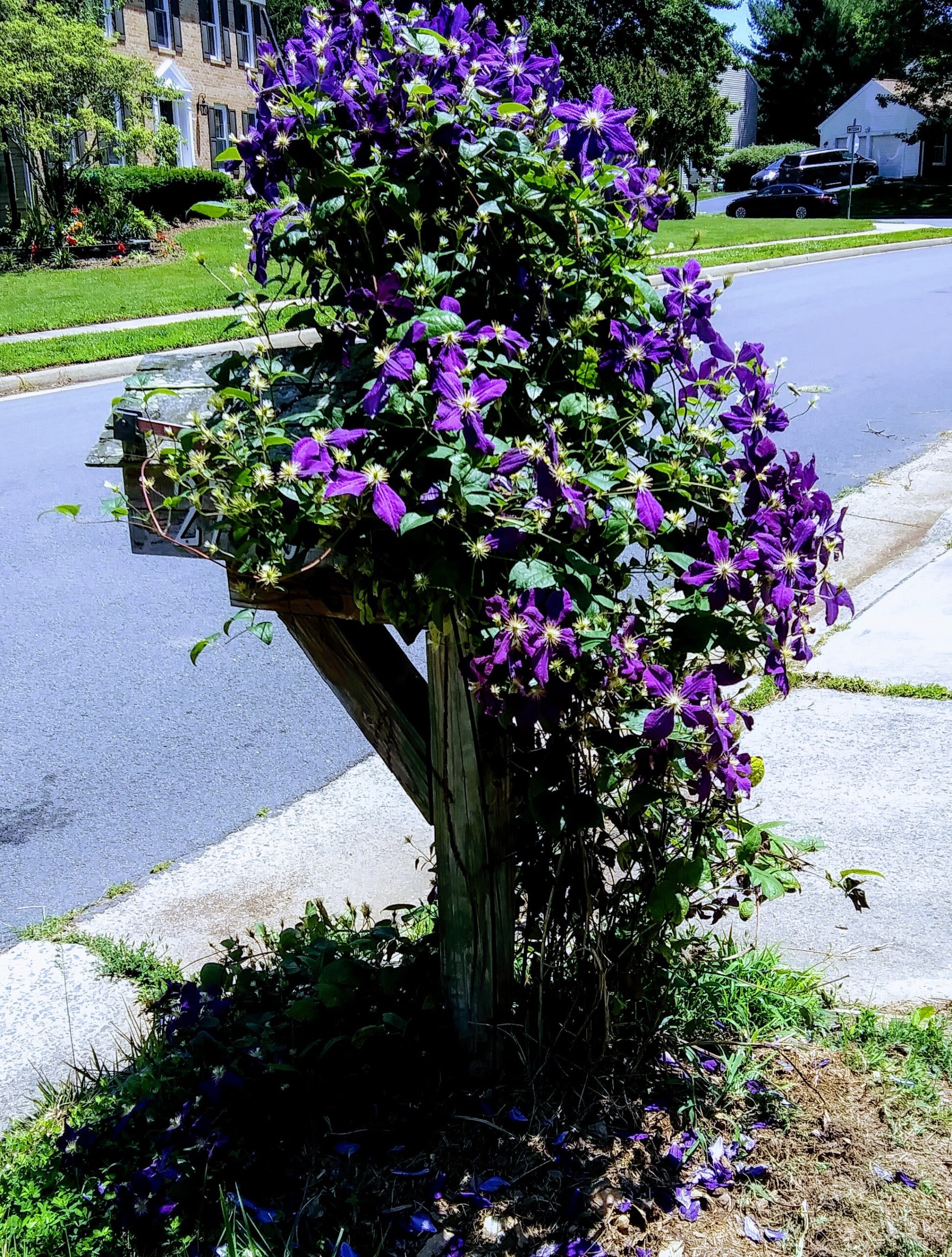 Mailbox Covered with Purple Flowers