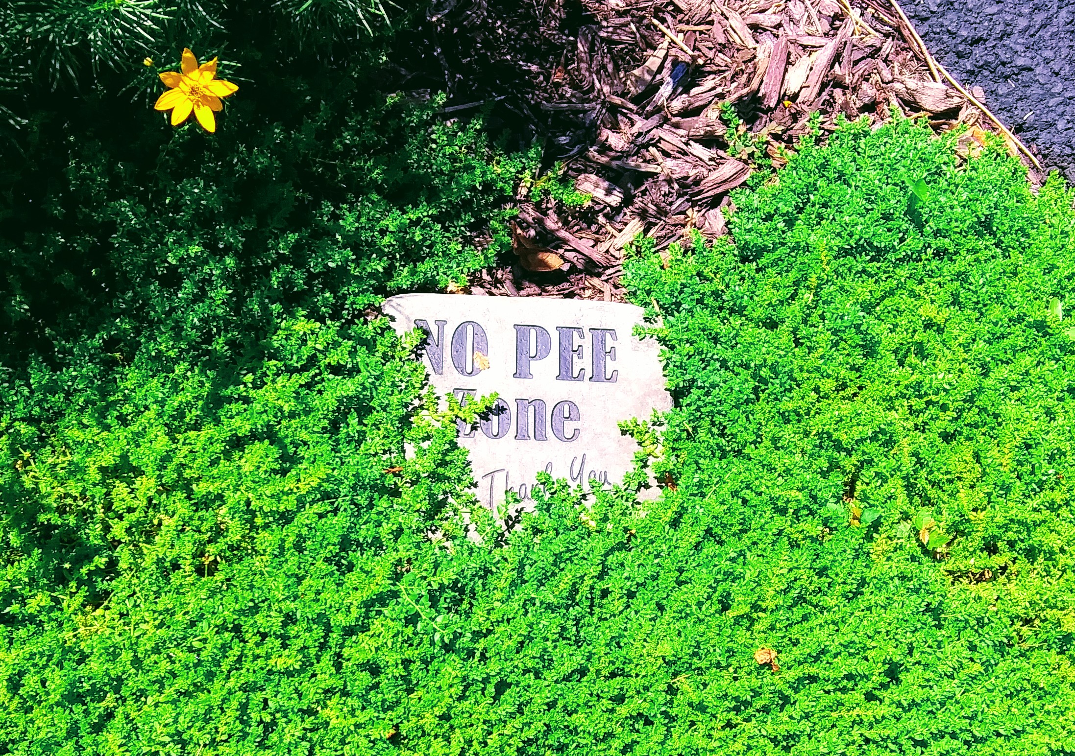 No Peeing Zone Sign