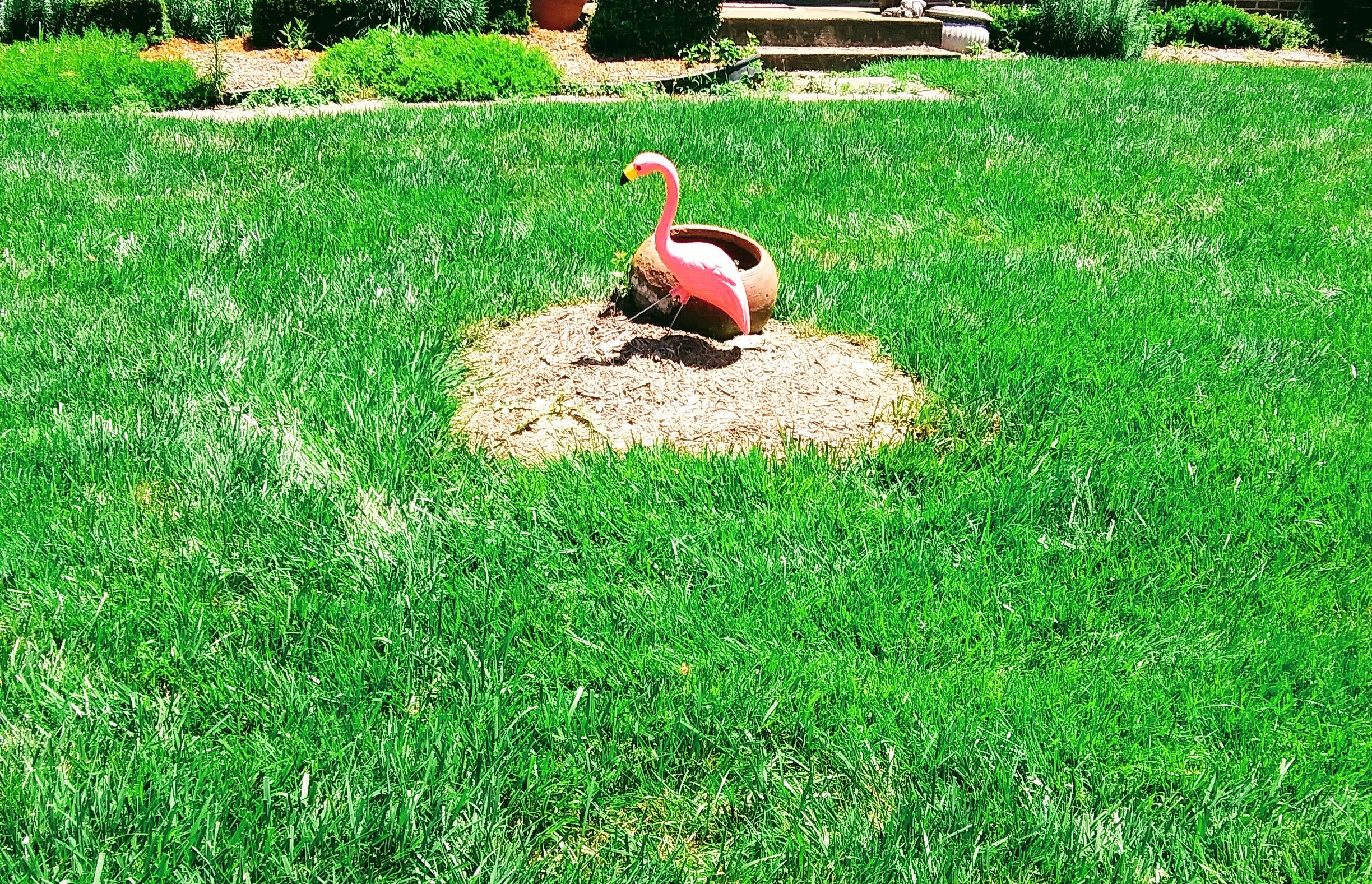 Plastic Flamingo Camouflage