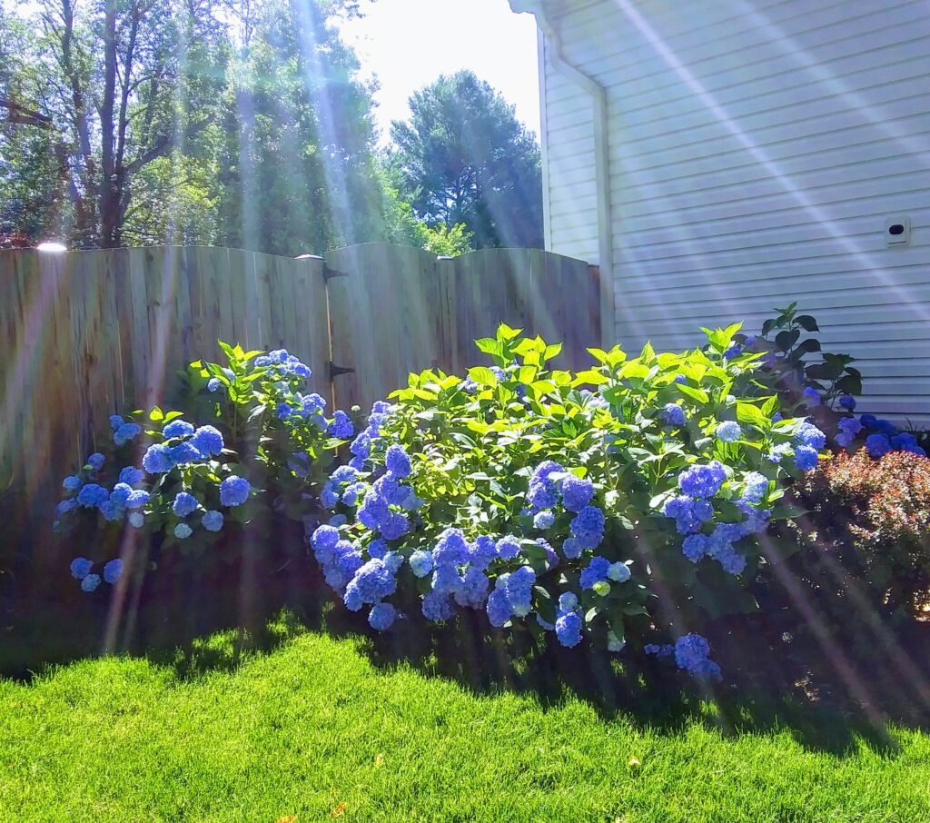 Hydrangea Plants and Sun Beams