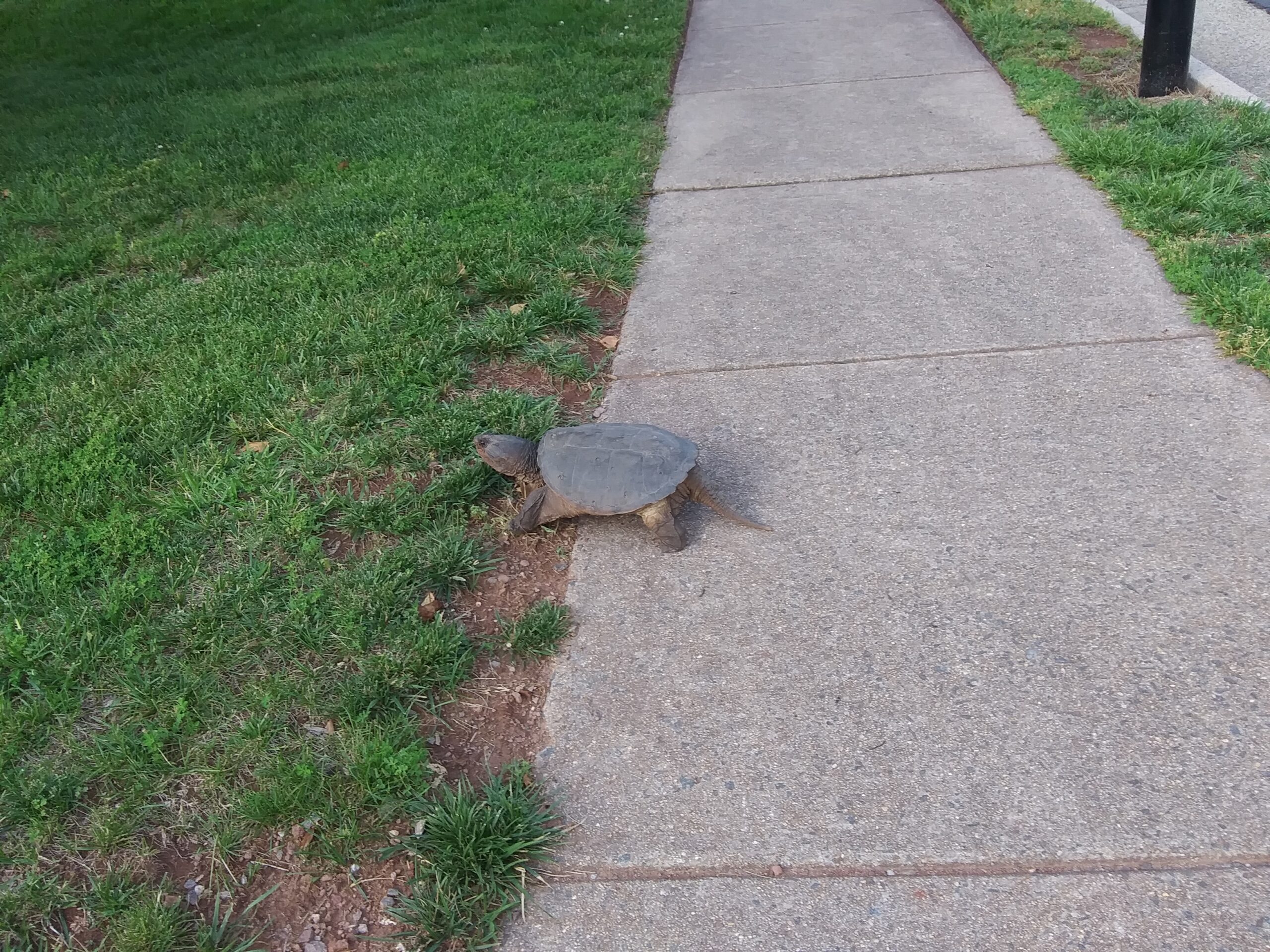 Snapping Turtle Almost Over the Sidewalk