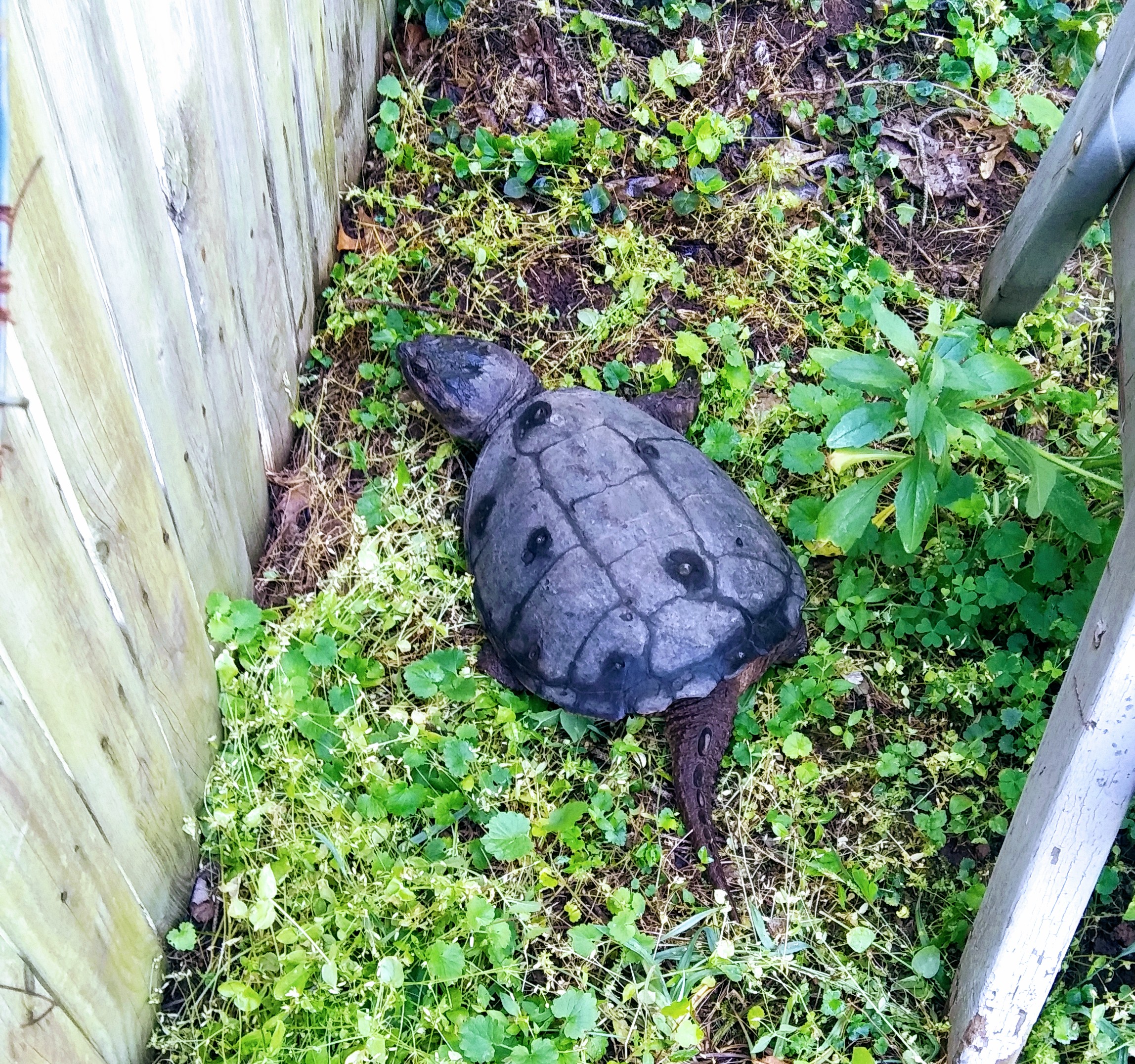 Snapping Turtle Near Fence