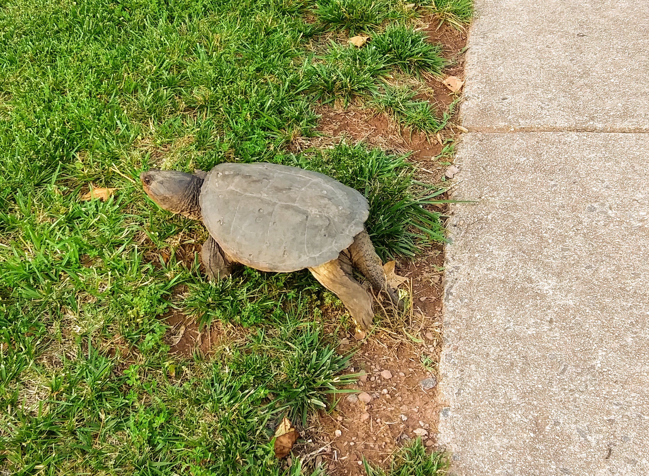 Snapping Turtle Near Sidewalk