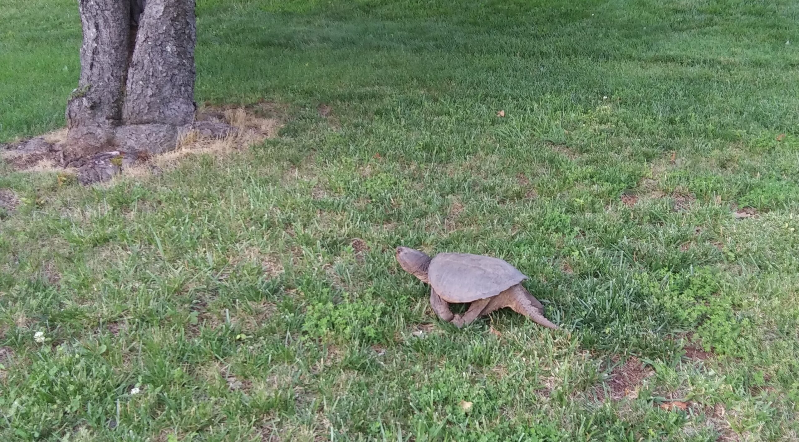 Snapping Turtle Near Tree