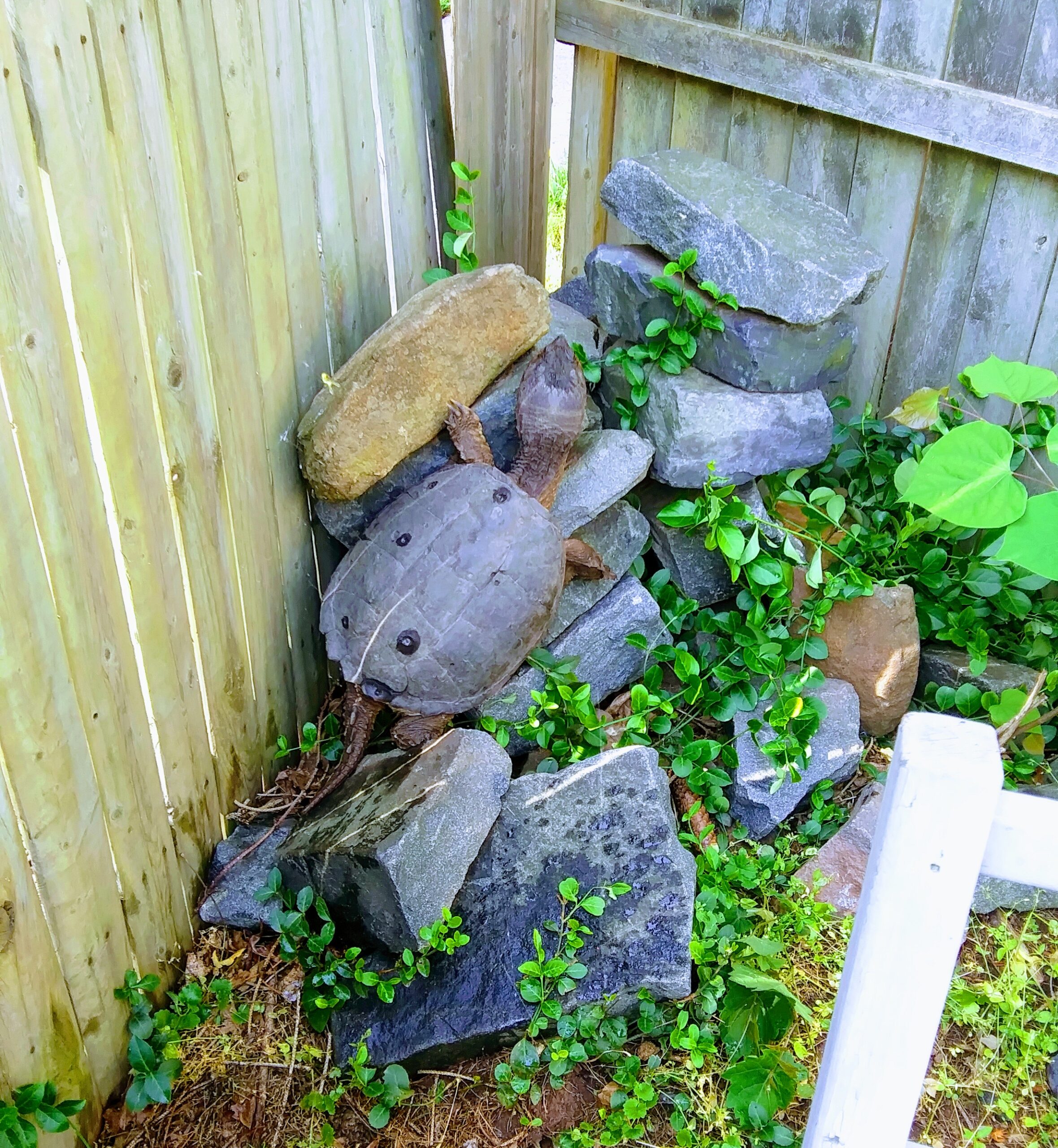 Snapping Turtle Trying to Climb Over Fence