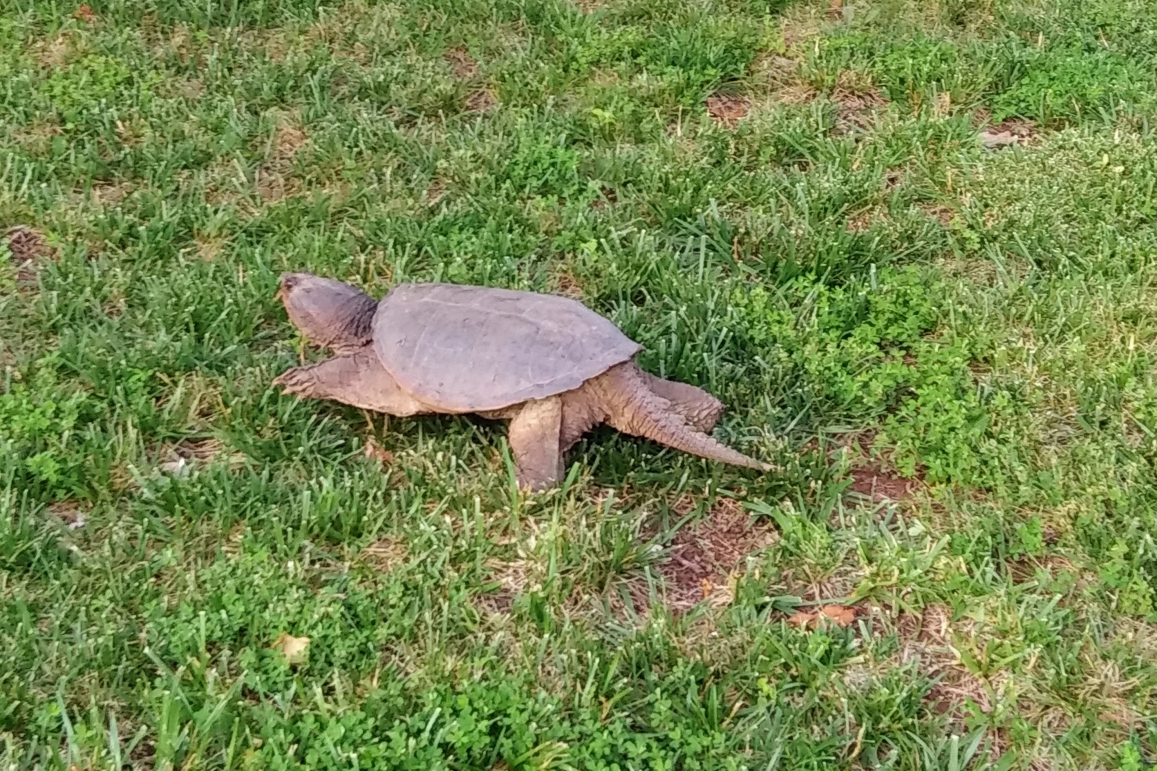 Snapping Turtle