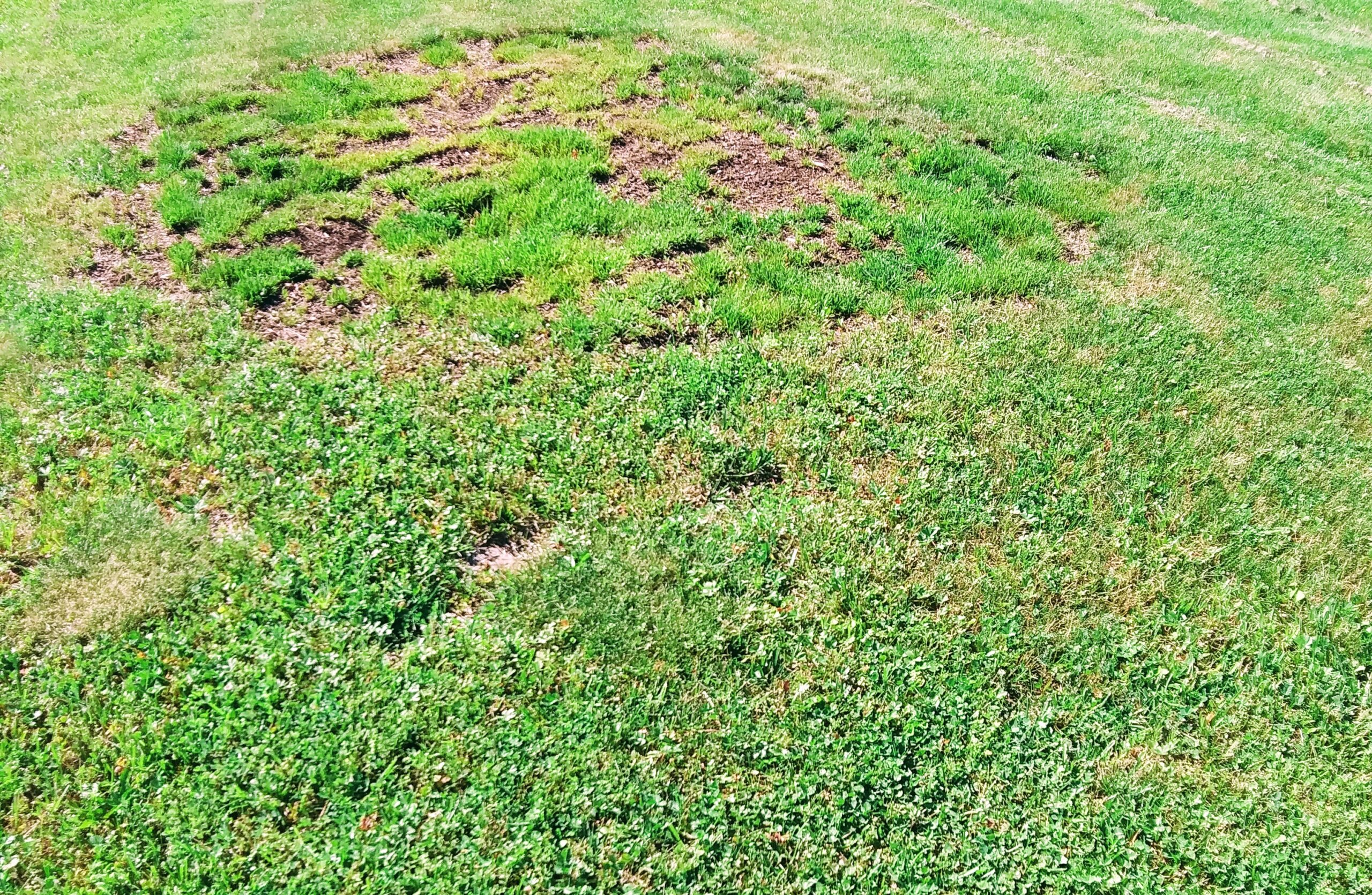 Tree Stump Covered with Dirt and Sod