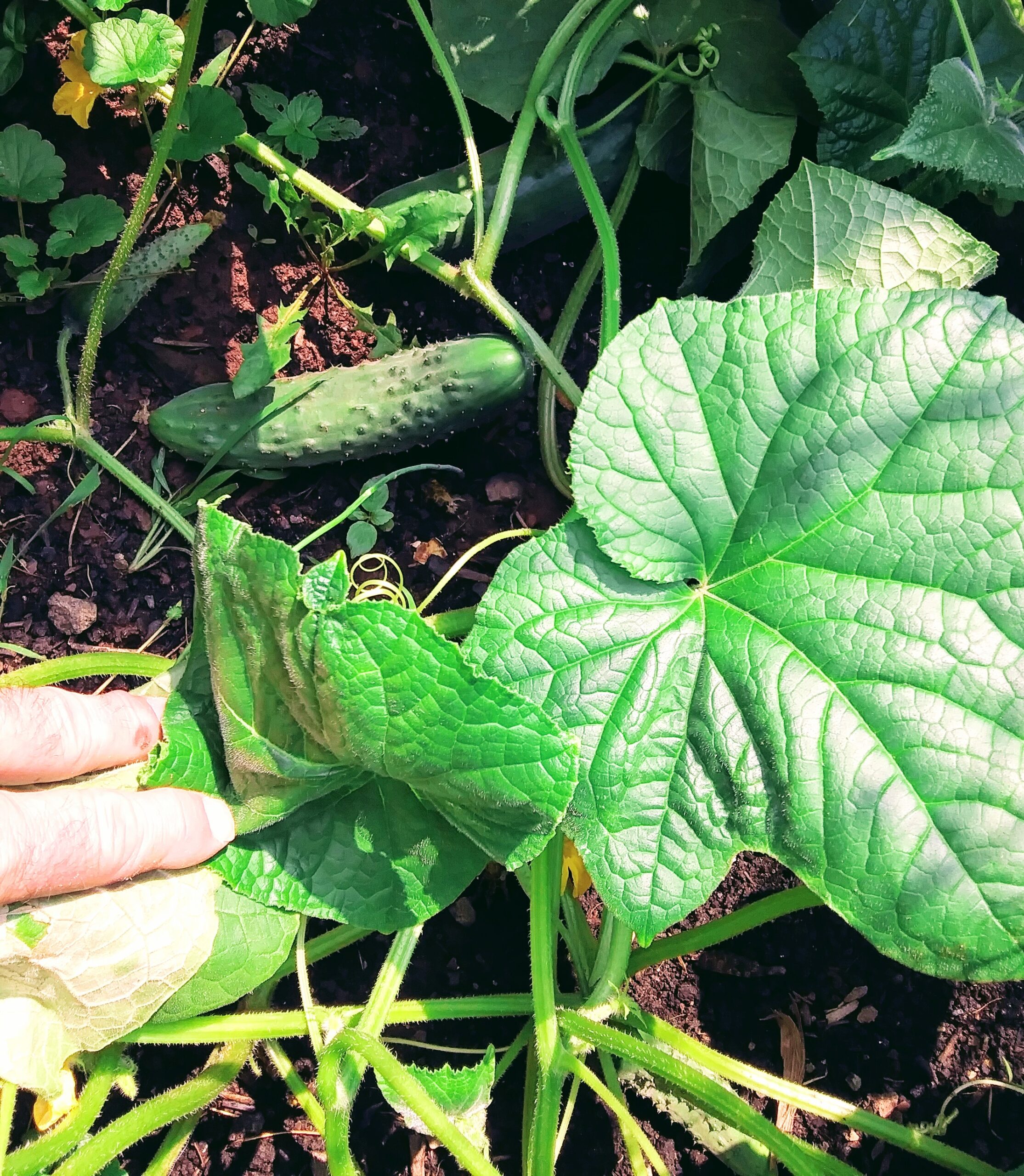 Homegrown Cucumbers