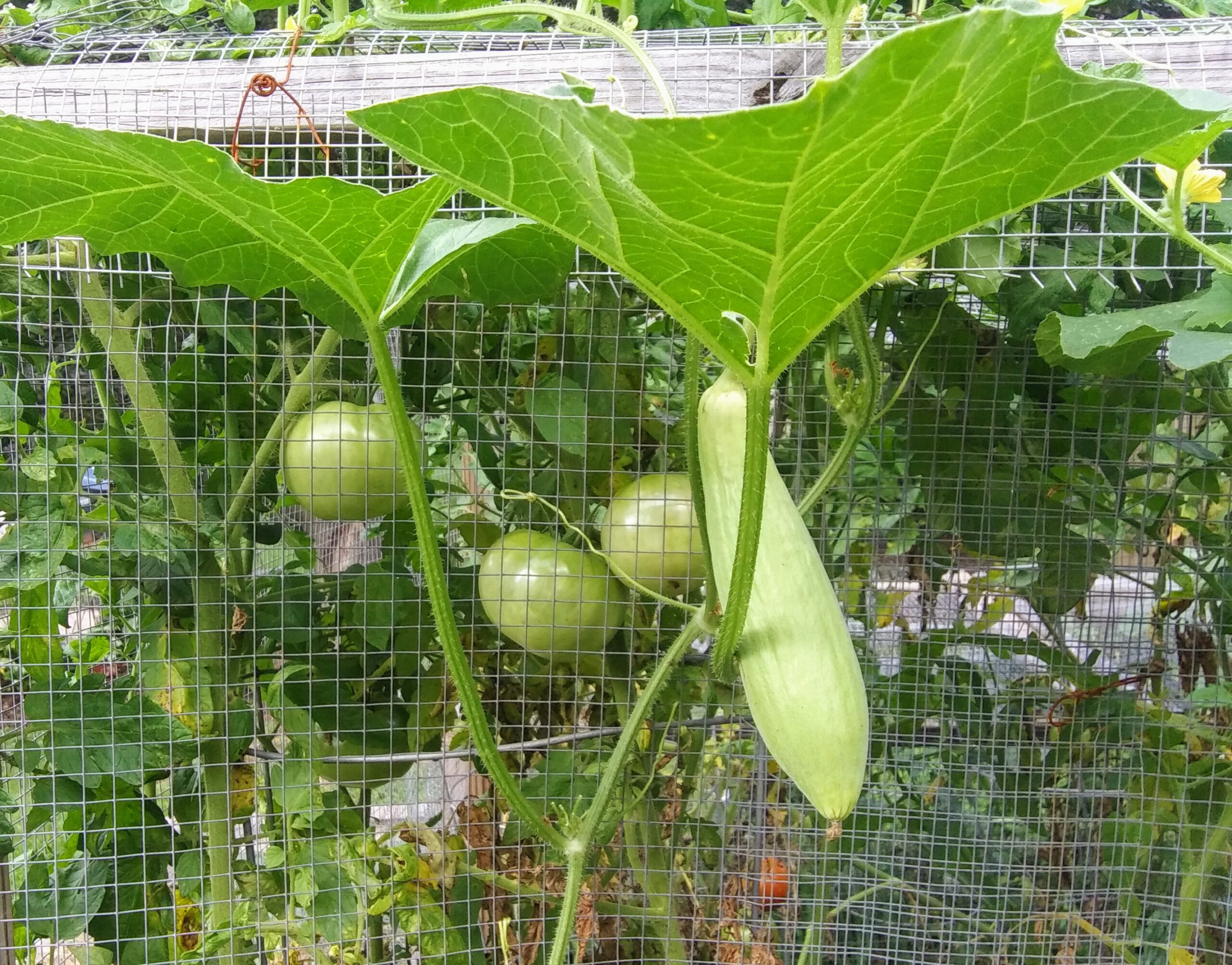 Armenian White Cucumber