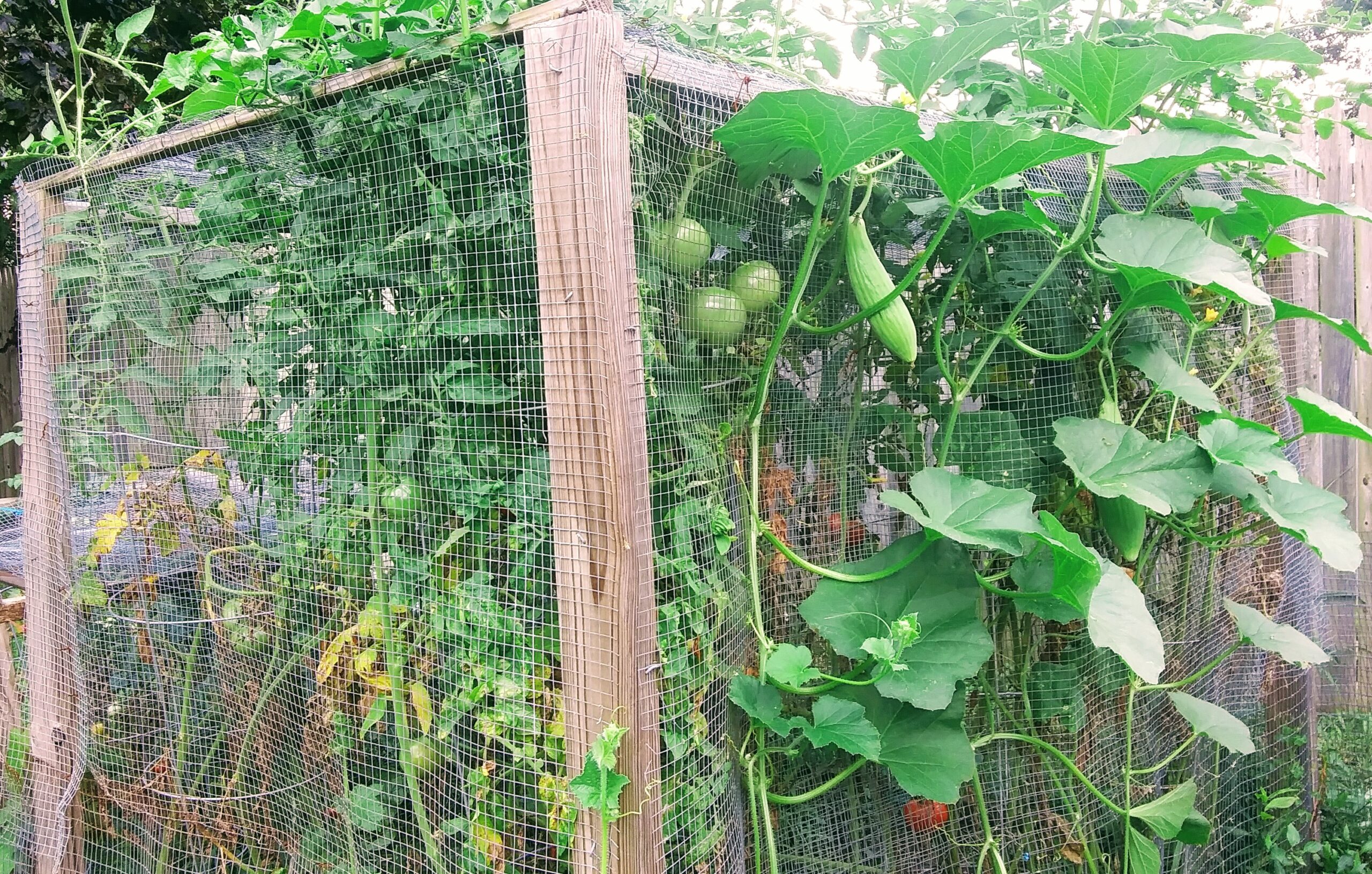 Armenian Cucumber Growing on Tomato Cage