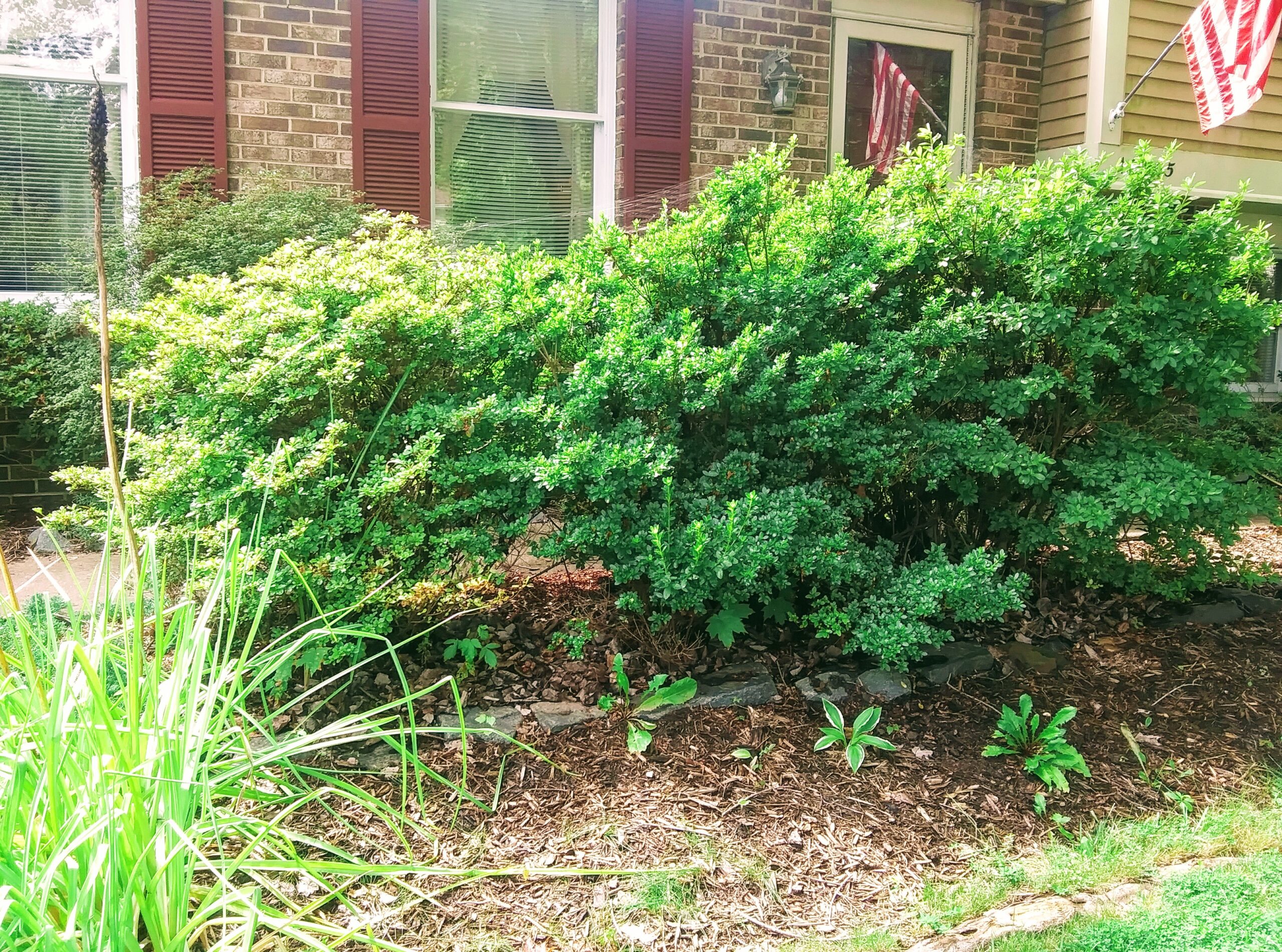 Azaleas Planted too Close to Sidewalk